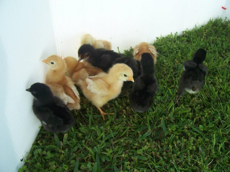 *
They like the bugs in the grass!