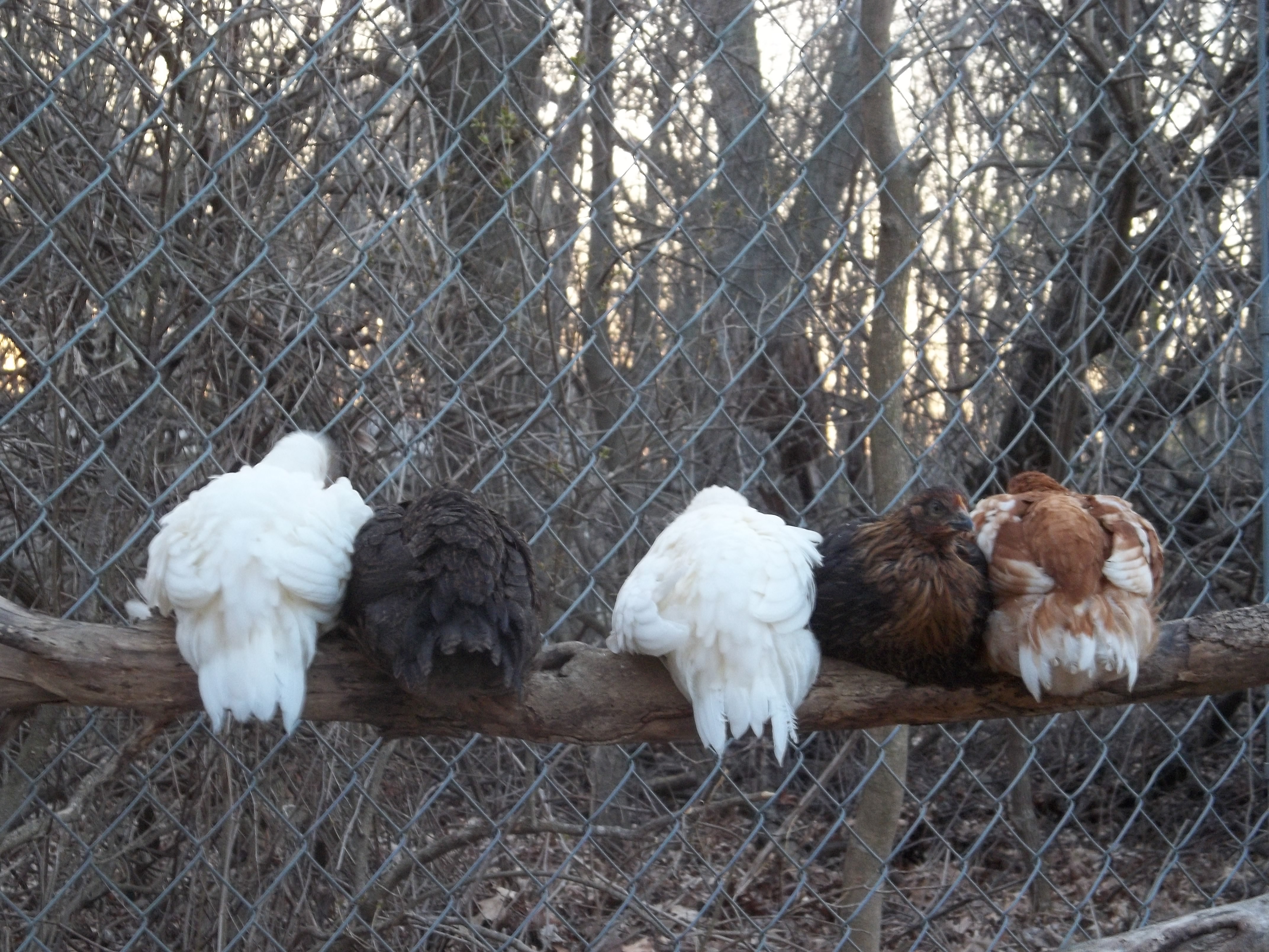They like the outside roost in the early evening.