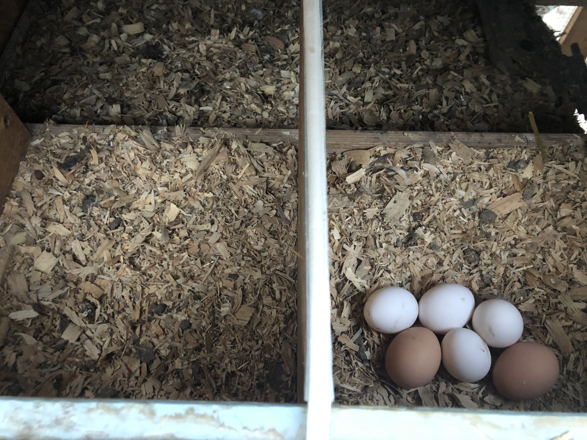 They like the right nesting box