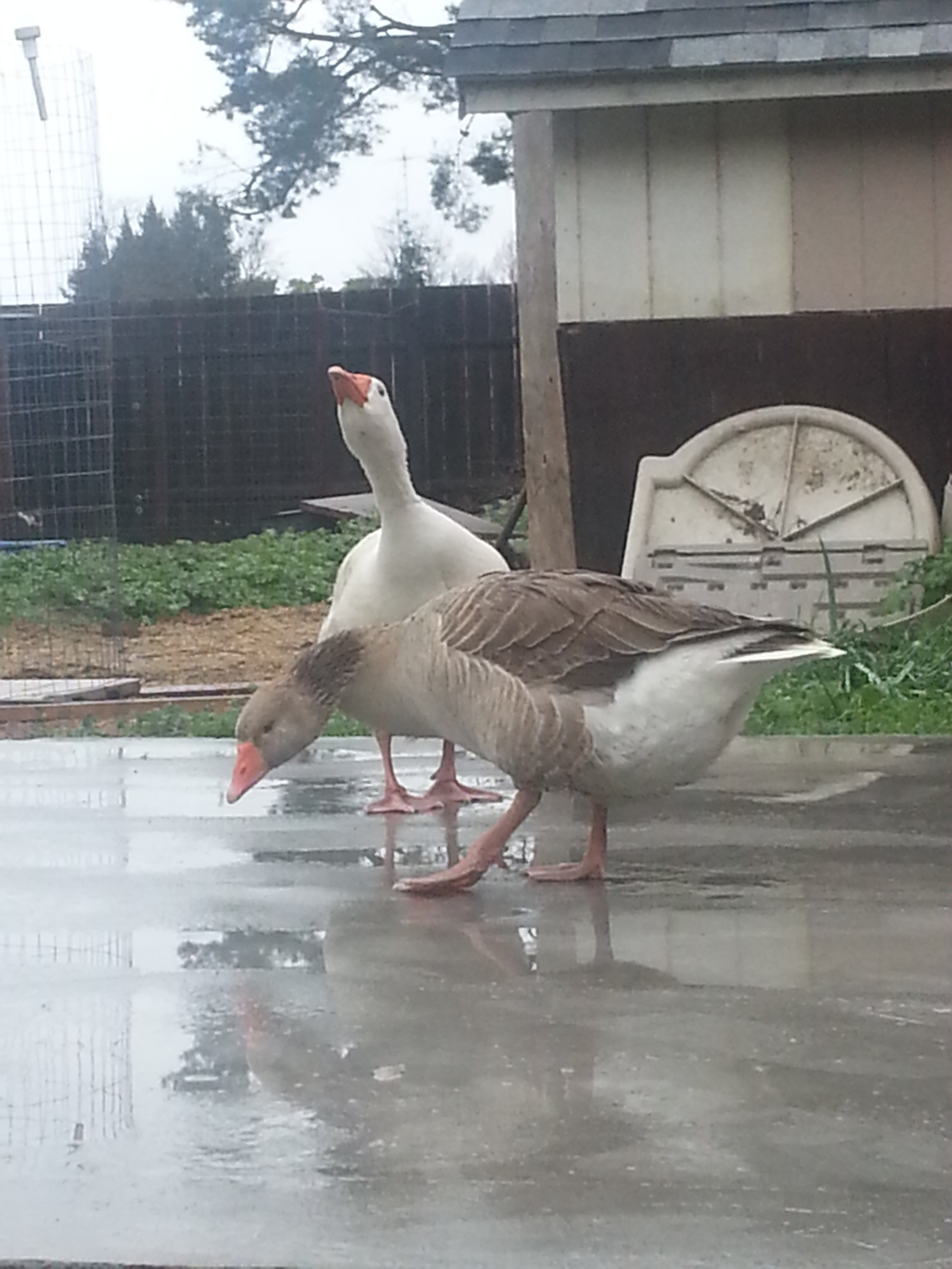 They like the tiny puddles, like there is something tasty there. There wasn't, I checked.