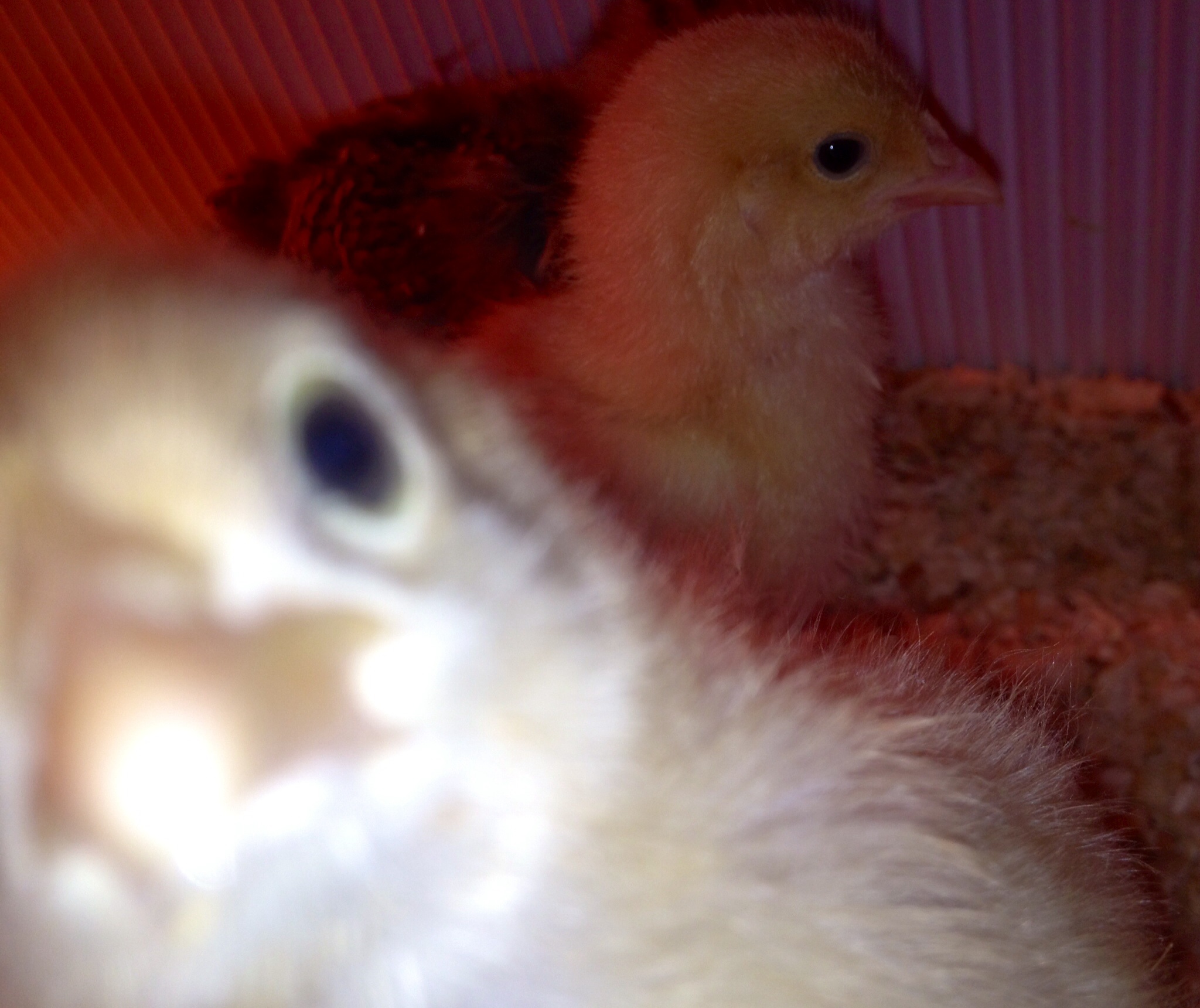 they like to peck the lens...especially the orpingtons