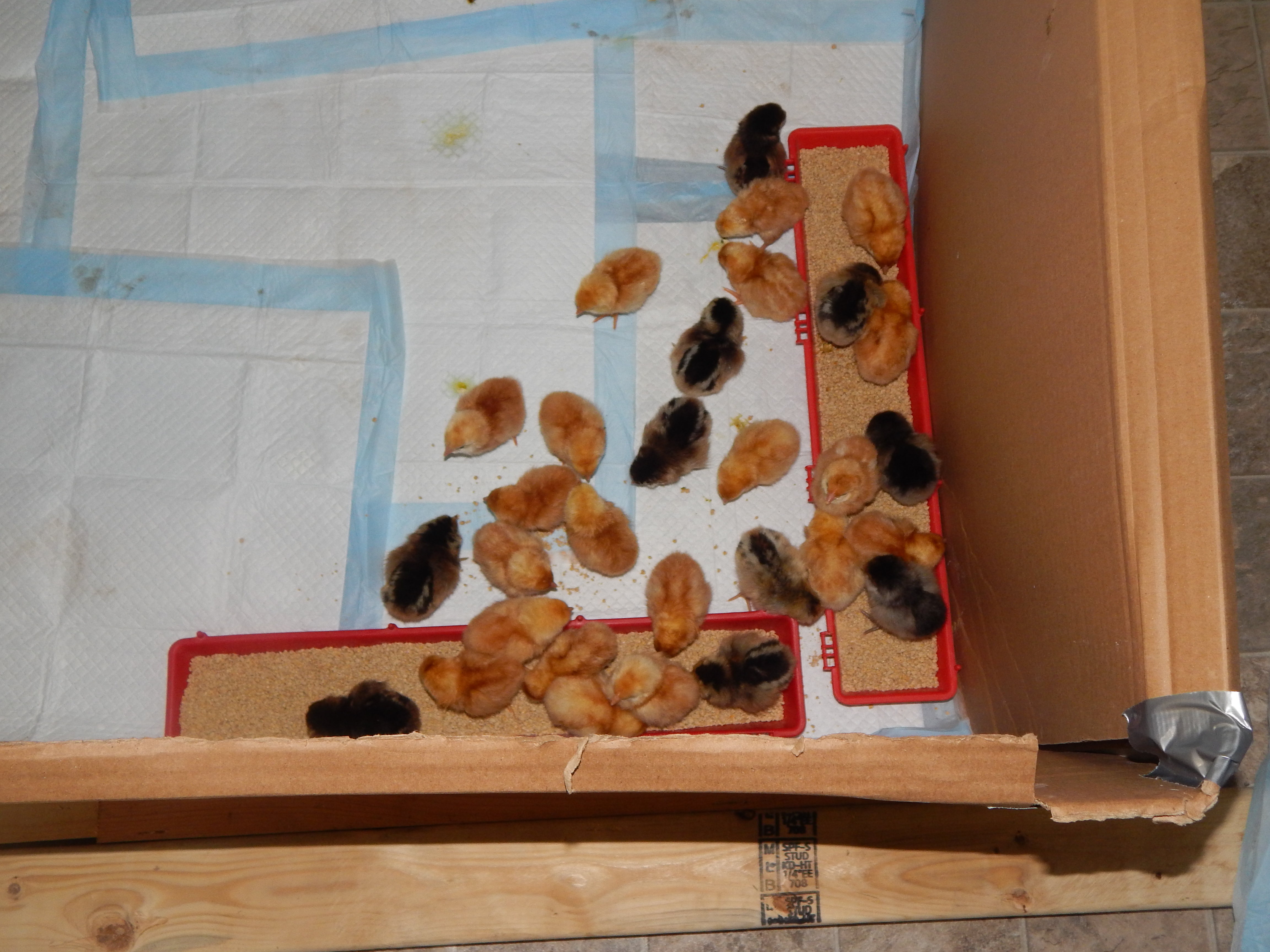 They look so tiny, I am brooding them in a boxes off section inside the coop. Really hot out so it is a little easier brooding them.