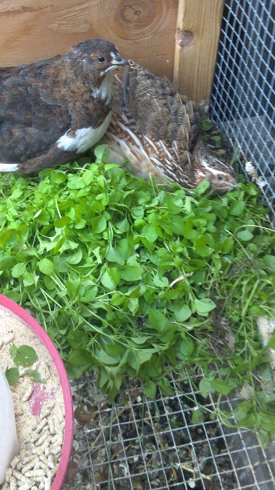 they love chickweed.