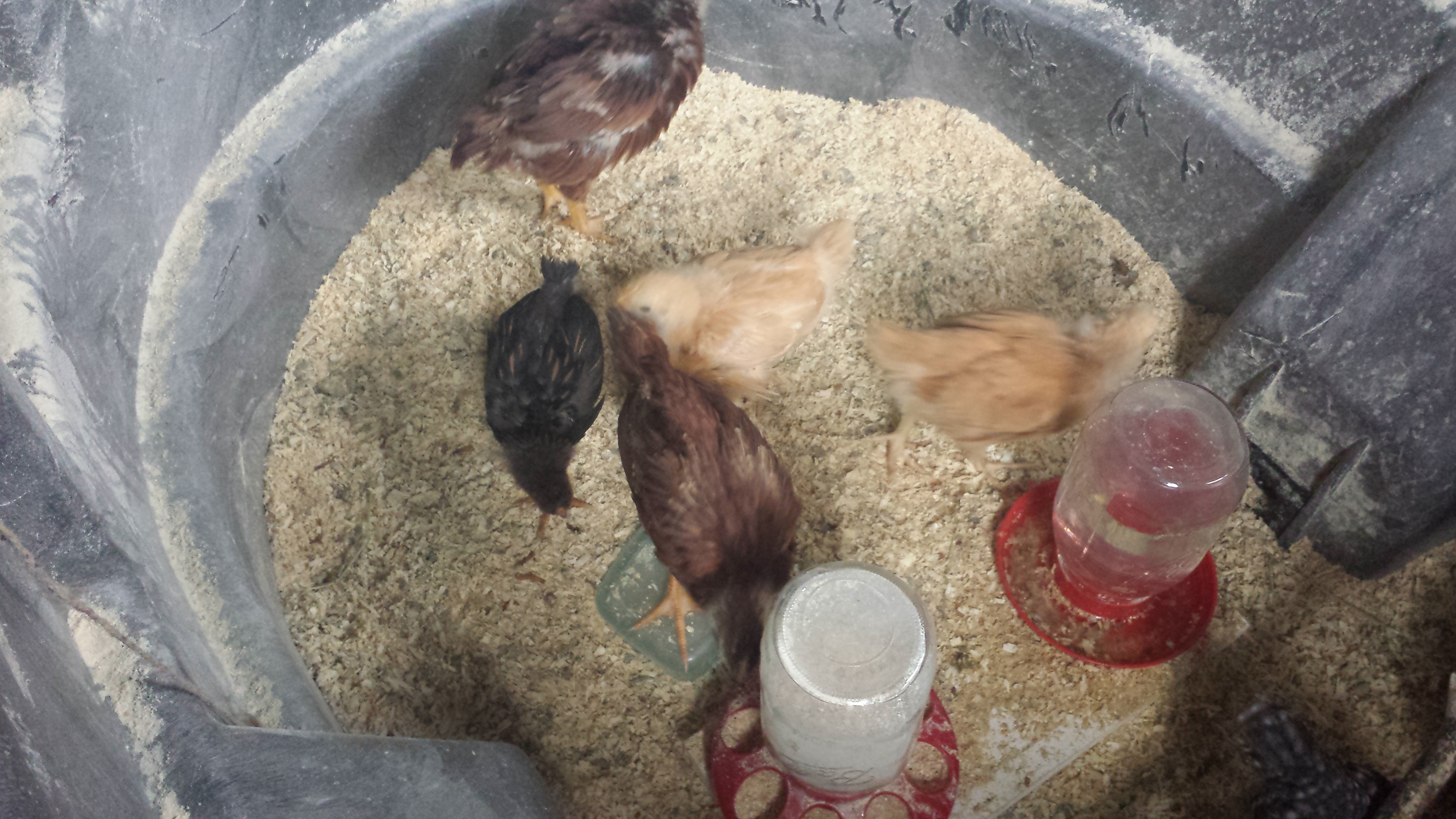 They love meal worms and I have gotten them used of me by feeding them out of my hand.  I can pick them up easier too:)