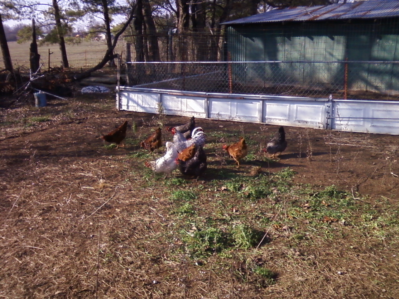 they love that grass