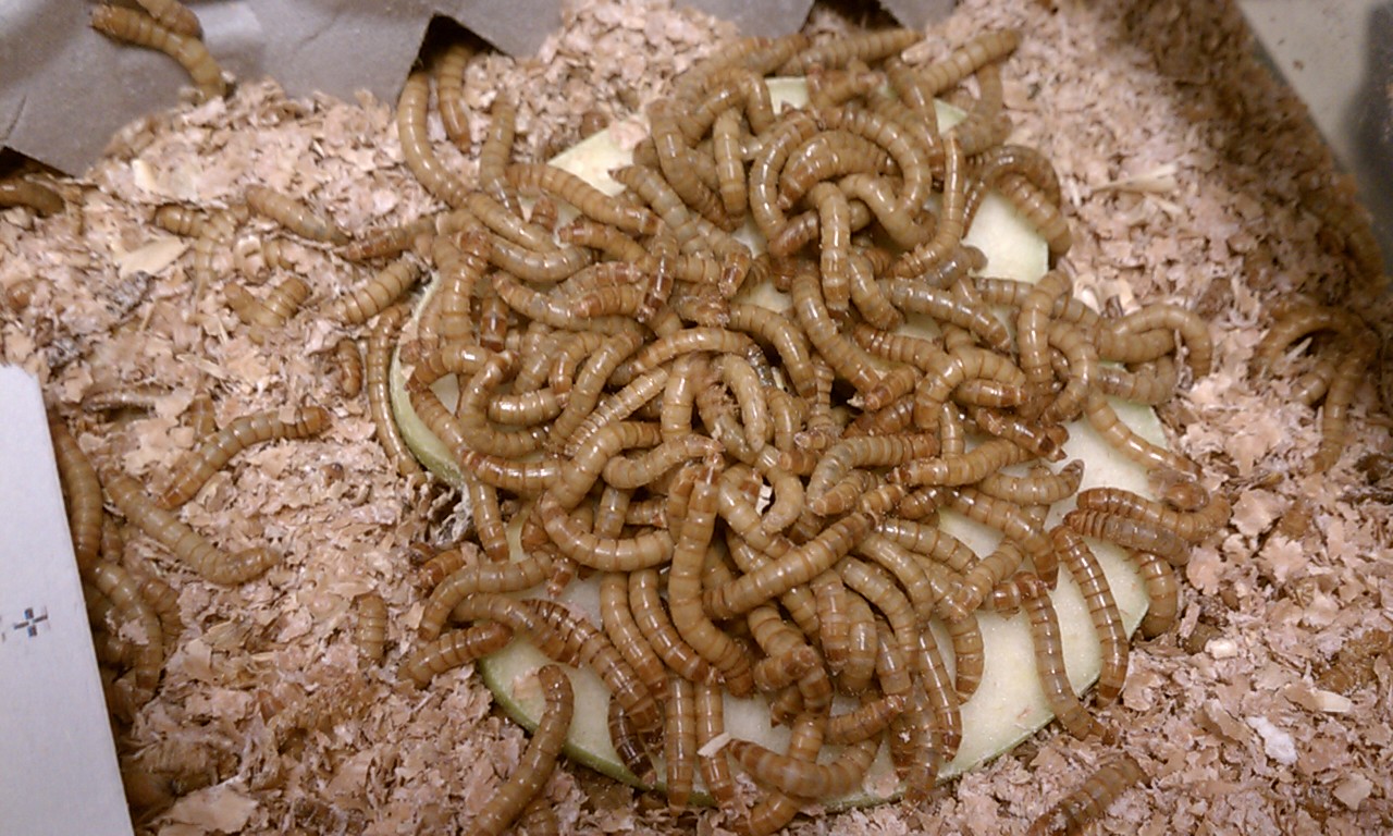 They love the apple slices.
Update 4-5-2012  They completely devour celery sticks!  There is  absolutely nothing left when they are finished!  That's my new favorite thing to feed them. I would say even better than carrots.