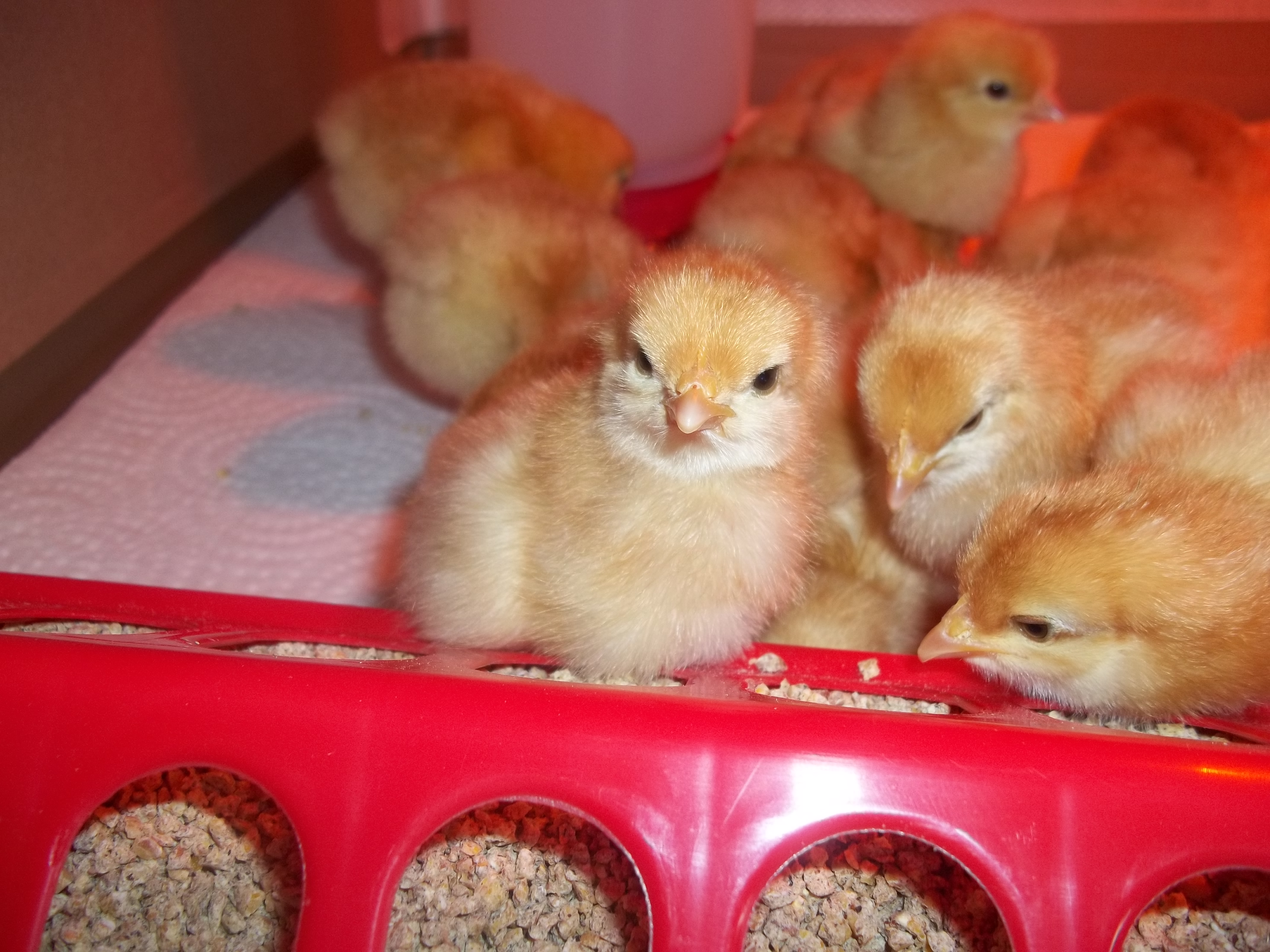 They love the camera! Its almost like they pose for it! lol