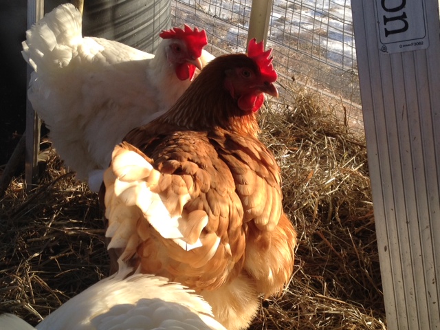 They love the glazing  It radiates a significant amount of heat.  They are sunning themselves. It was 20 today and going to be -2 tonight. This is big red and cluck cluck