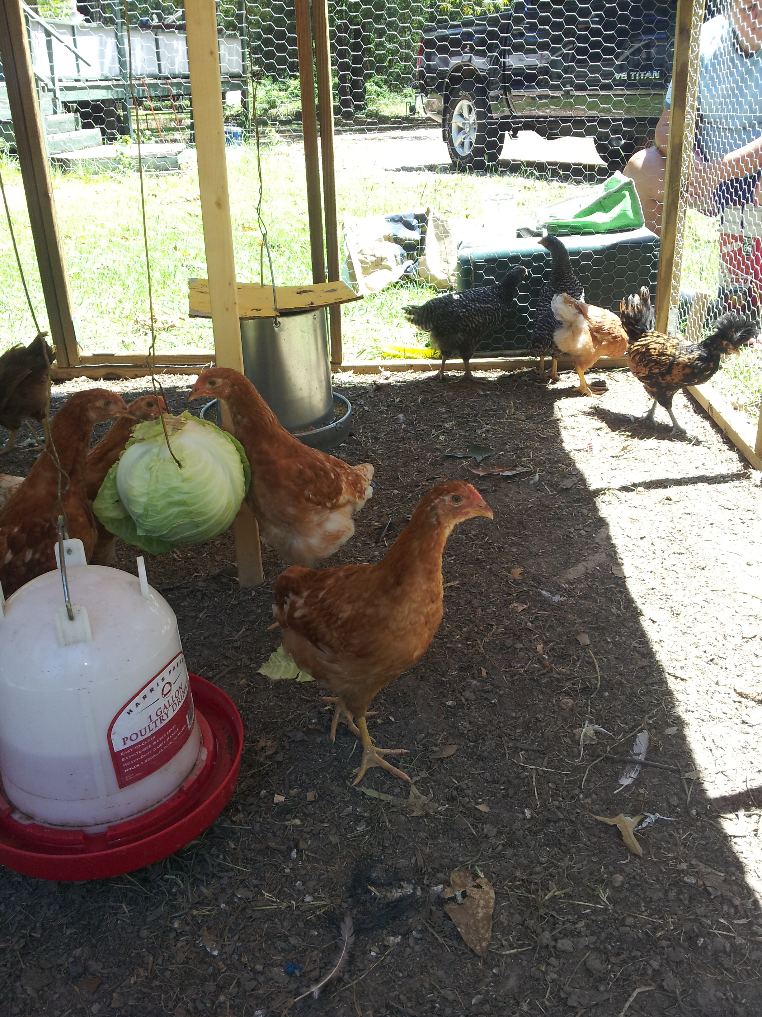 They love the head of cabbage.