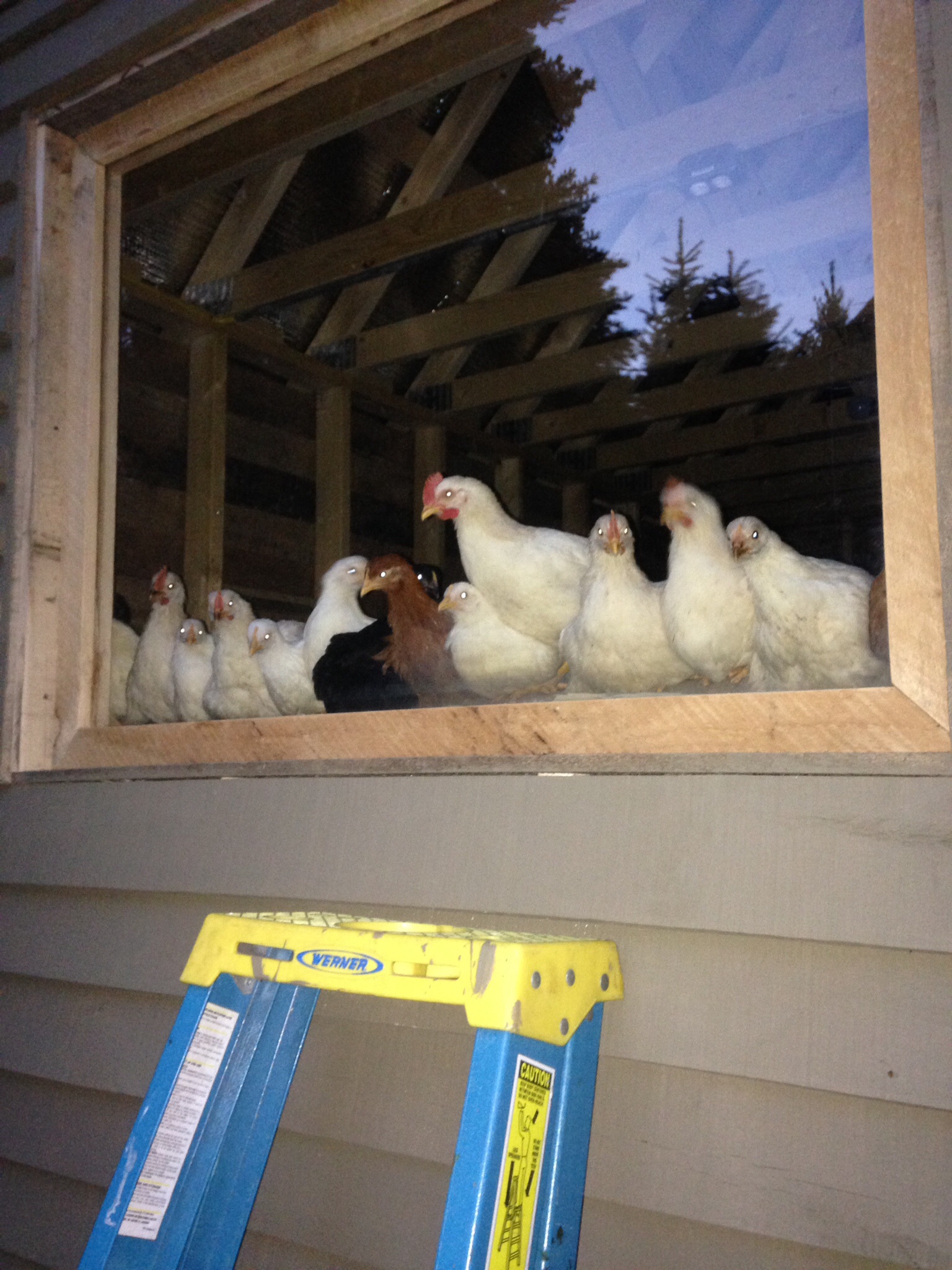 They love the top roosting bar and window. They watch me working around the yard.