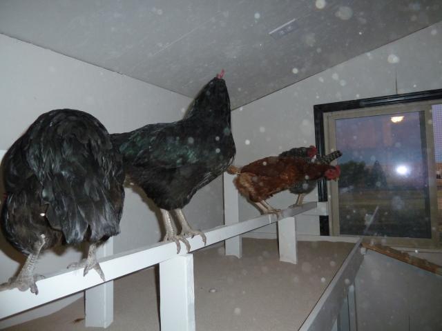 They love their new roosting bars!  The Poop Deck below has "Stall Dry" in it.  I use a kitty litter scoop to clean it - it works great!
