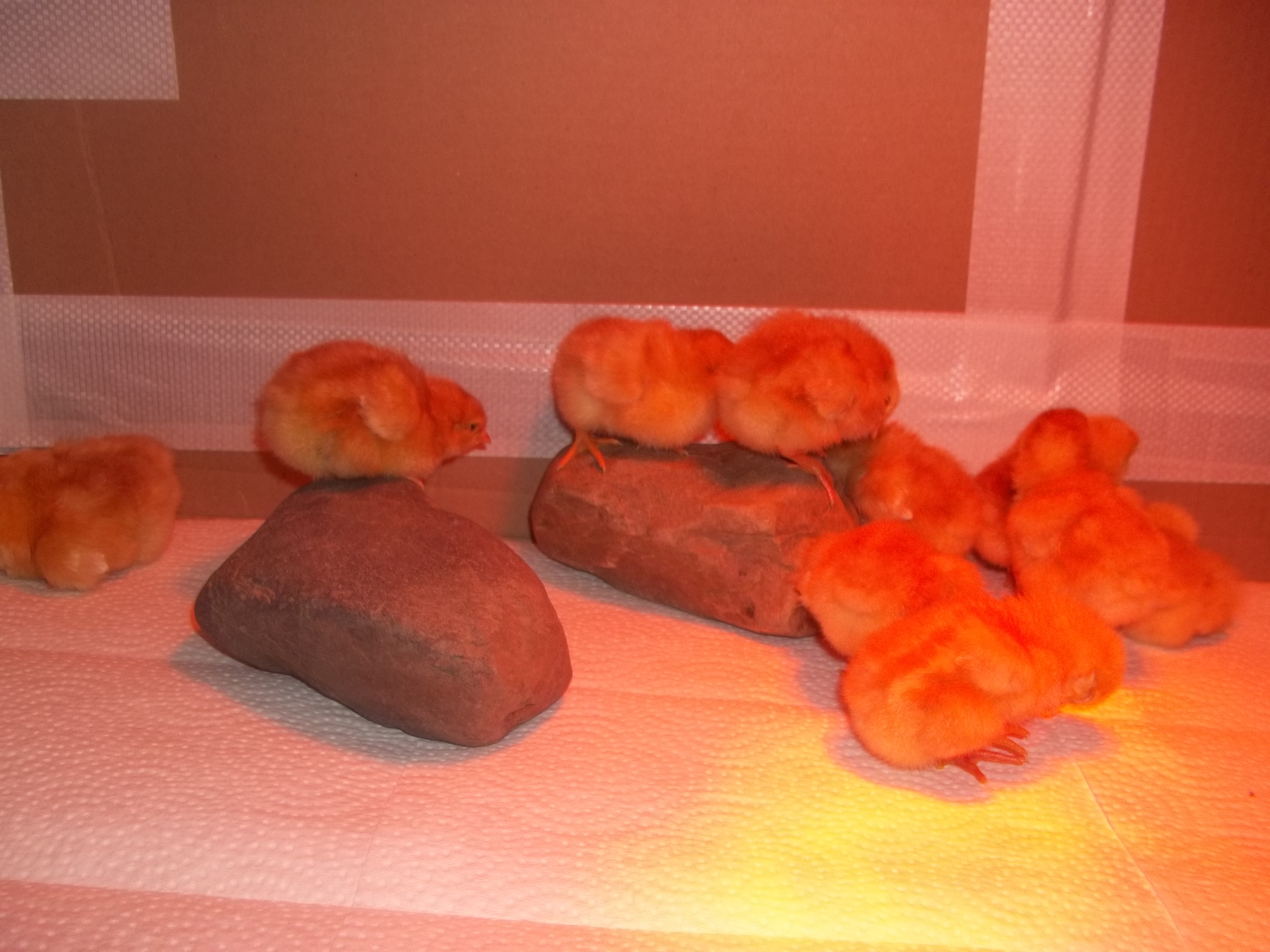 They love their rocks! They actually fight over who gets to stand on them! & they will push each other off!! lol
So cute!