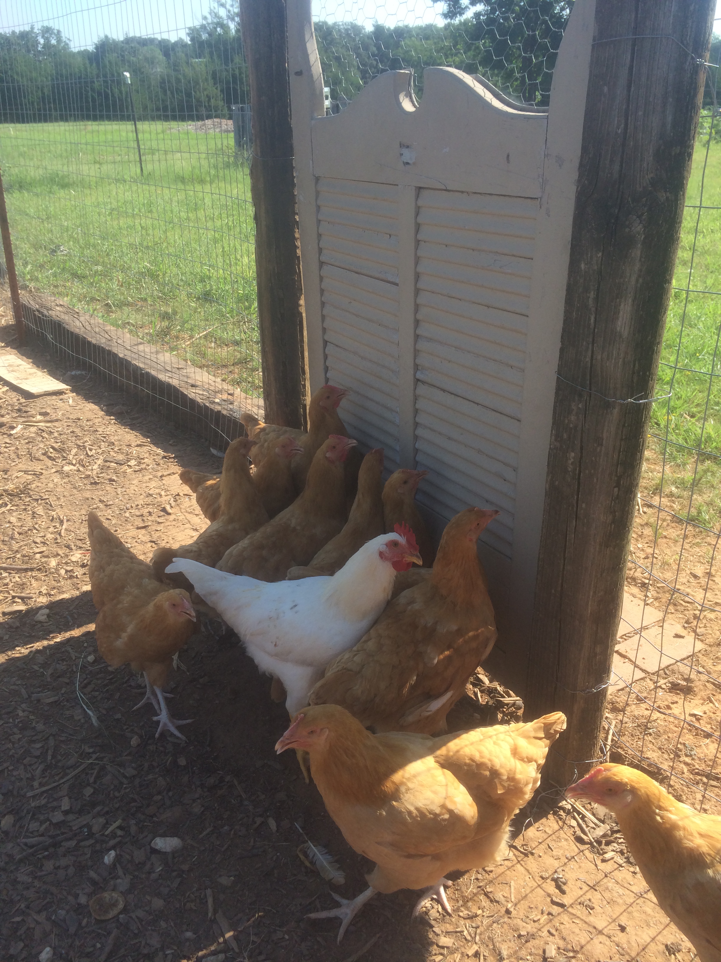 They love to get out and roam the property. We lock our dogs up (in the front half of the coop!) in the evenings and let the chickens roam free for a couple of hours. When they come in at dark, we lock them in the coop and release the dogs.