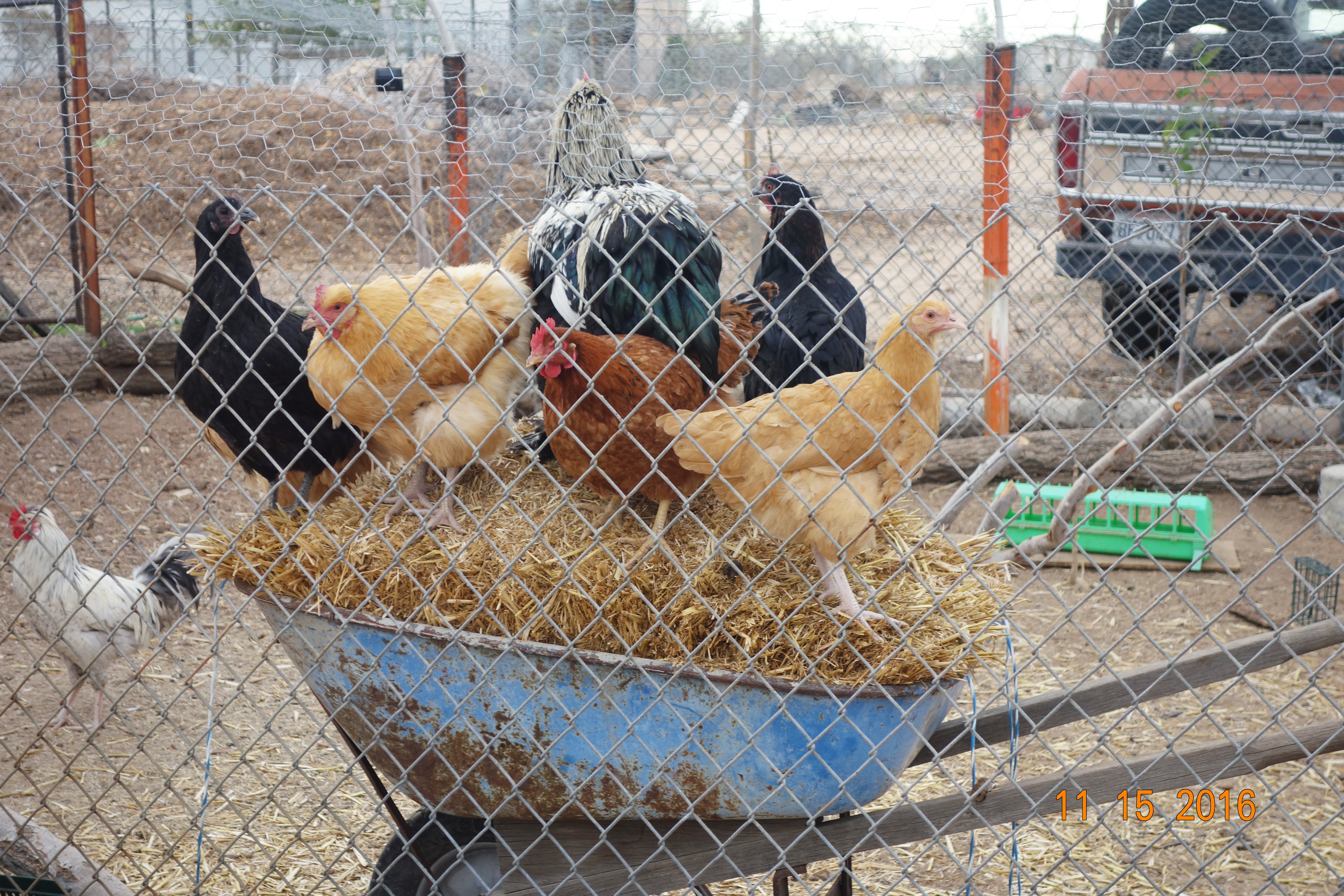 They love to perch on top of a bale of straw on a wheelbarrow. We use the straw to replace old ones inside their nest boxes.