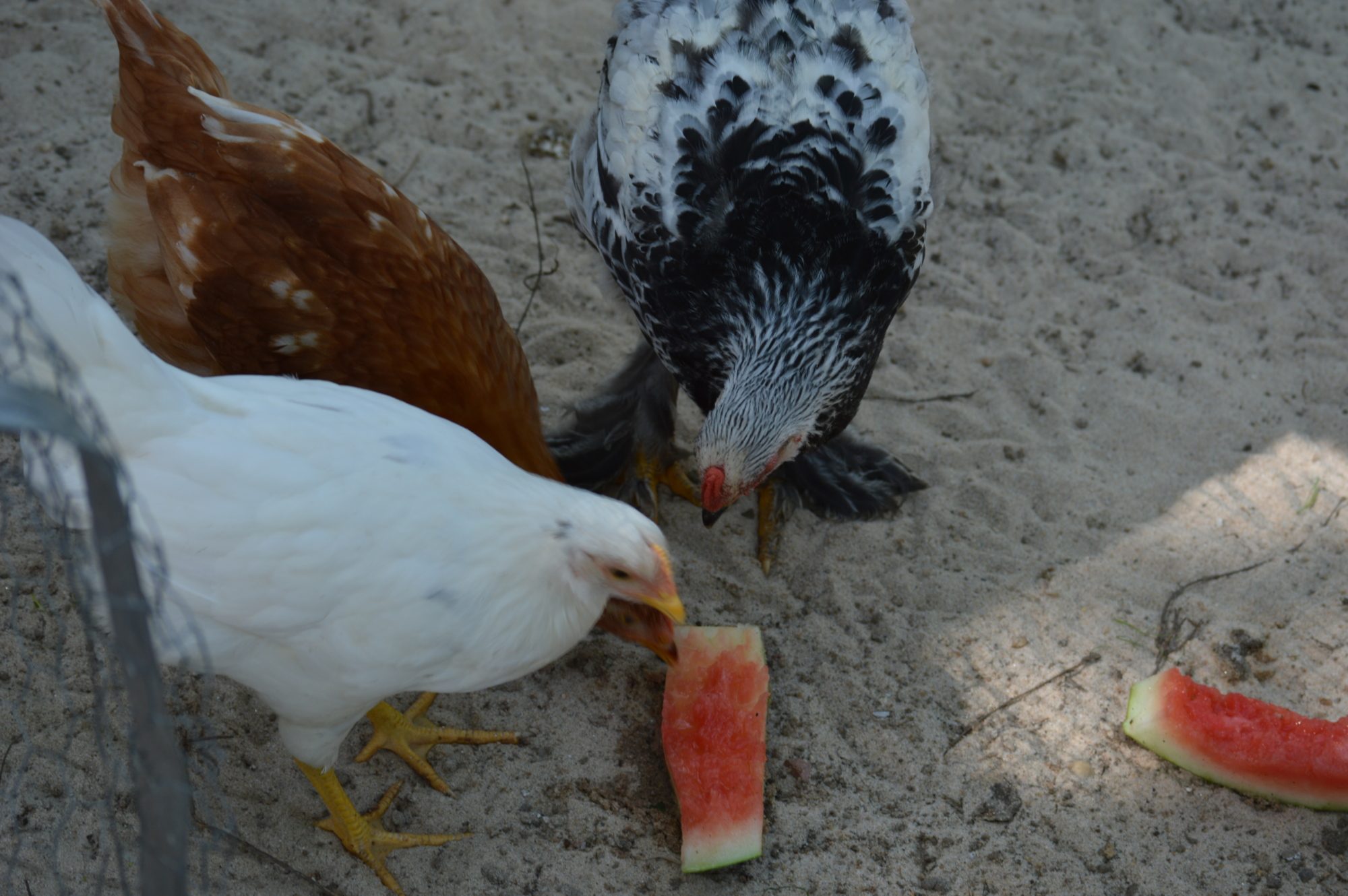 they love watermelon on hot days