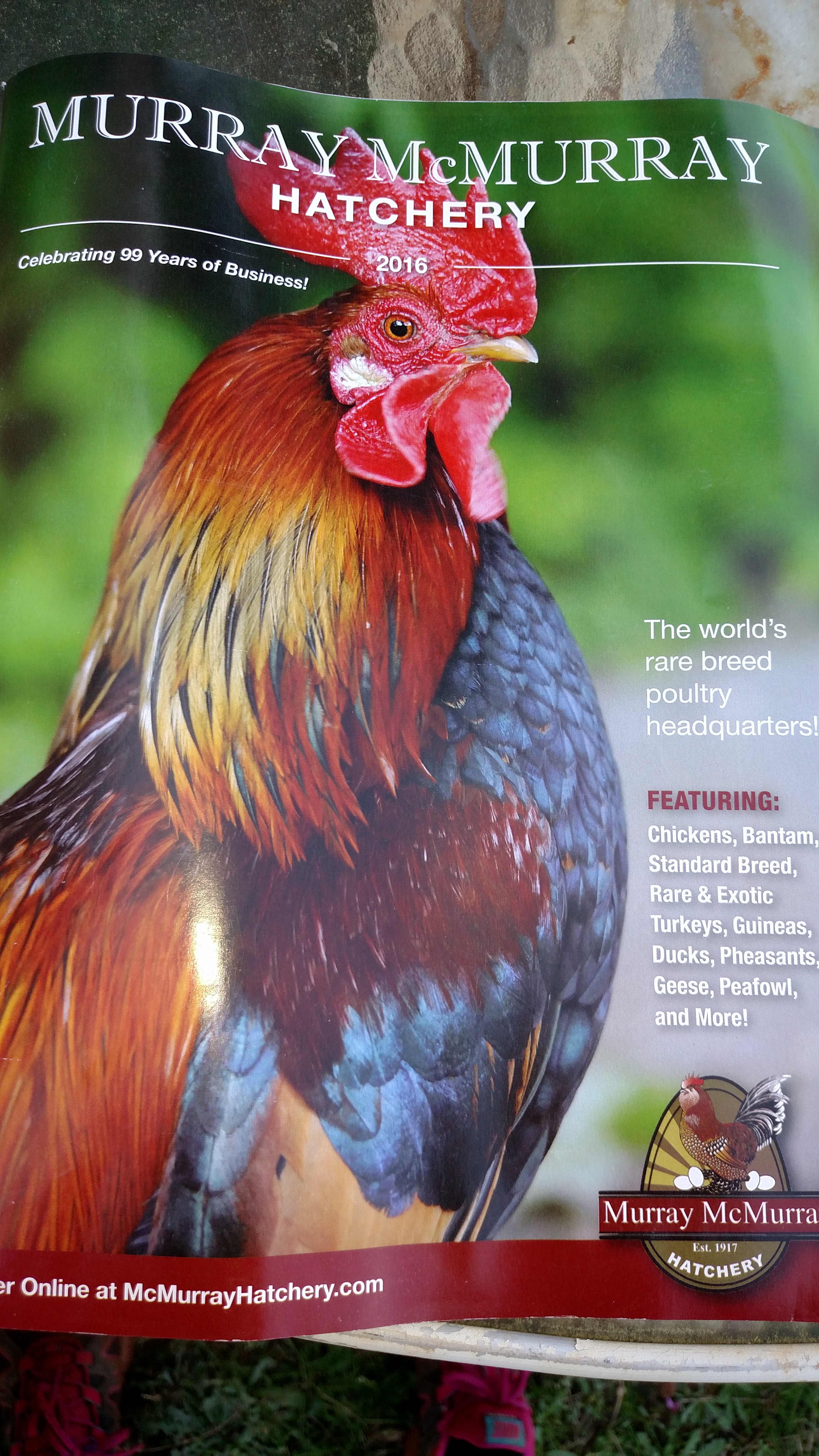 They must have an aggressive marketing department.  I have not even looked at anything from this hatchery and yet they found me and sent a catalog.  Oh no!!  Gotta look and maybe shop.