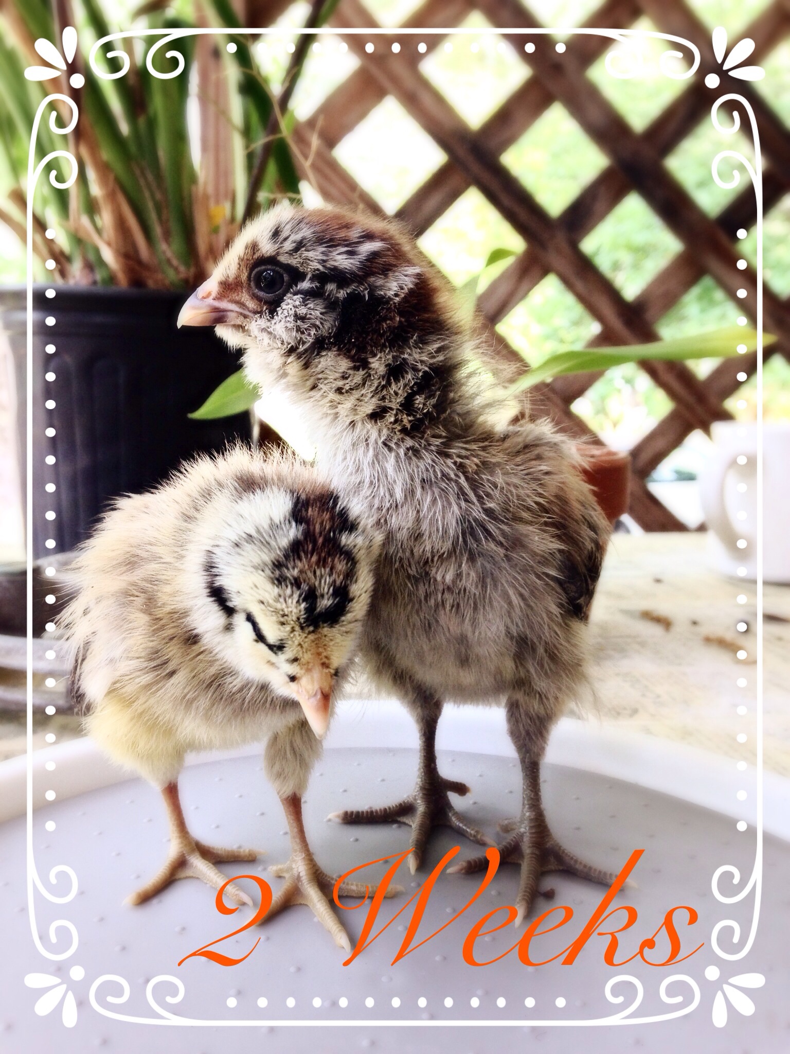 They now have names! Betty Sue on the left and Razzle-Dazzle-Rose(Rosie) on the right. Rosie is growing at twice the rate as Betty Sue. I'm hoping there's isn't anything to worry about.