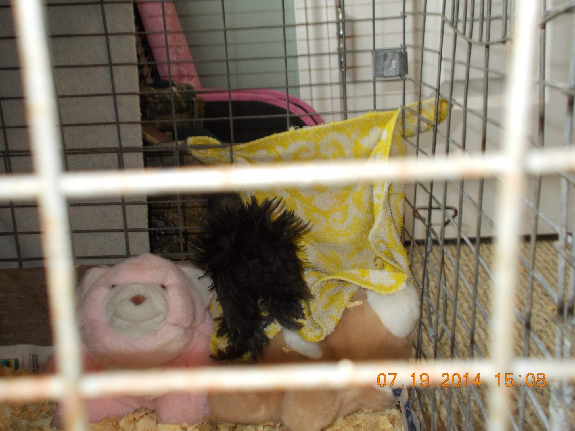 They only way to get Frizzle to not feel lonely at night and to sleep is to let her sleep with two teddy bears. She sleeps on them every night. My chickens are very spoiled.