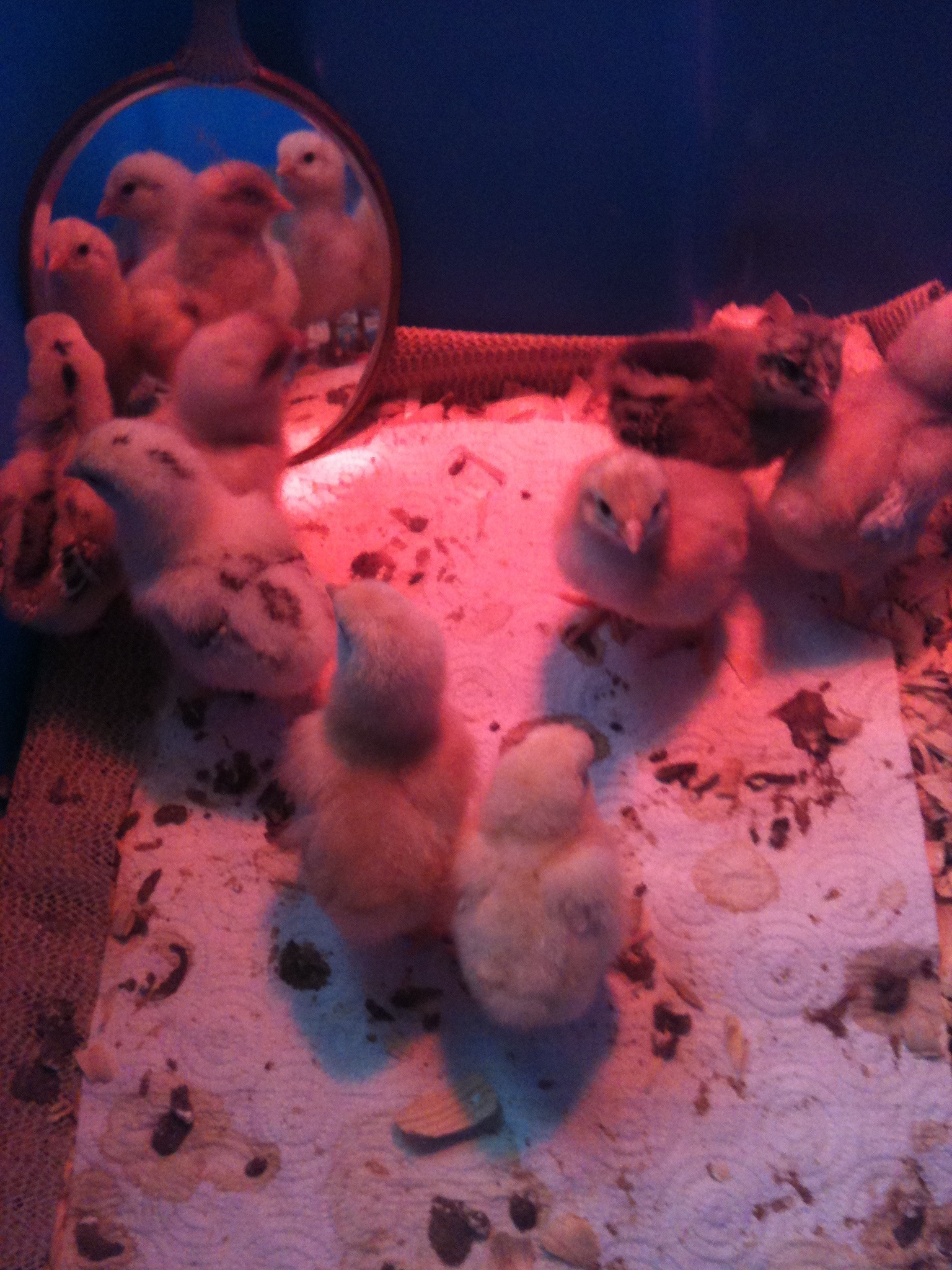 they r in line & takin turns at peckin the chick in the mirror...lol