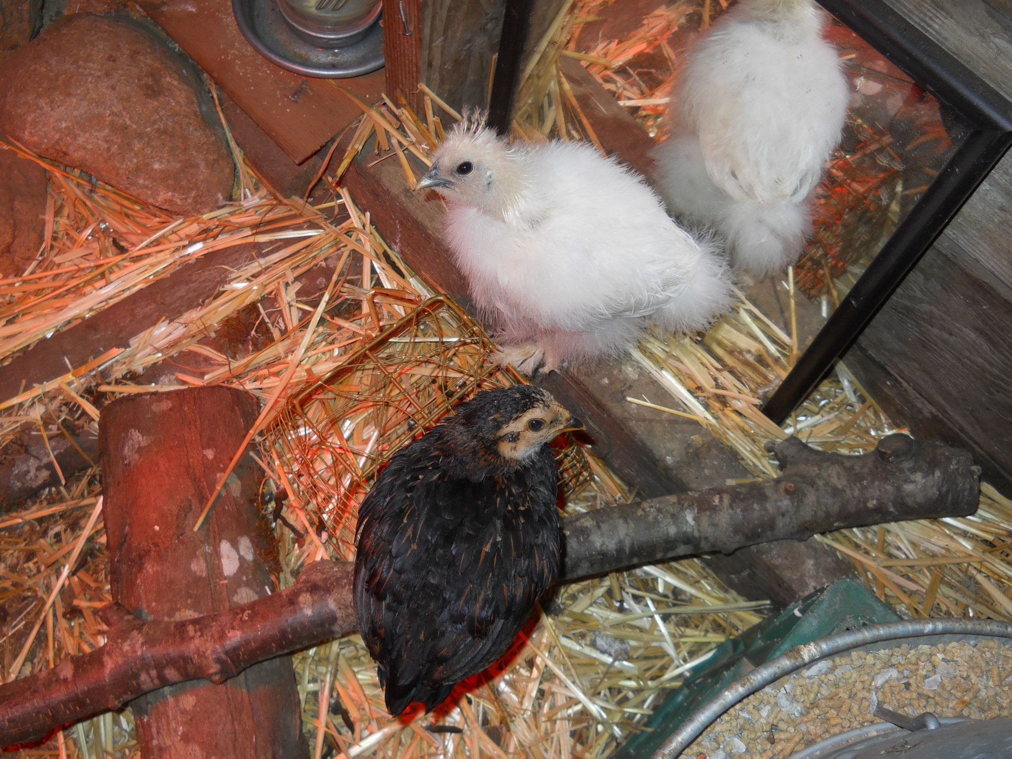 They really enjoy being in thier nursery area in the coop and have gained a lot of confidence. The older girls don't bother them much and they are trying to follow them around but still keep to themselves... They are both very friendly and spoiled... The brown and black one grooms itself all day long... the Silkie is very alert and laid back.