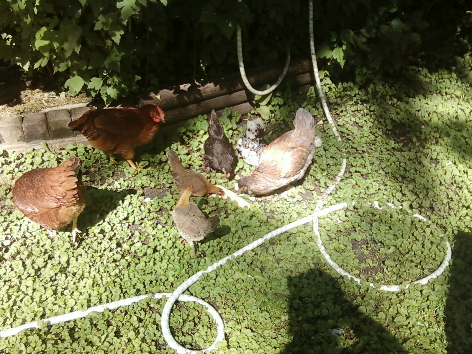 They roam freely in the back yard when I'm with them there.  When I leave , they take cover in the garden.  We do have hawks that pass overhead at times.