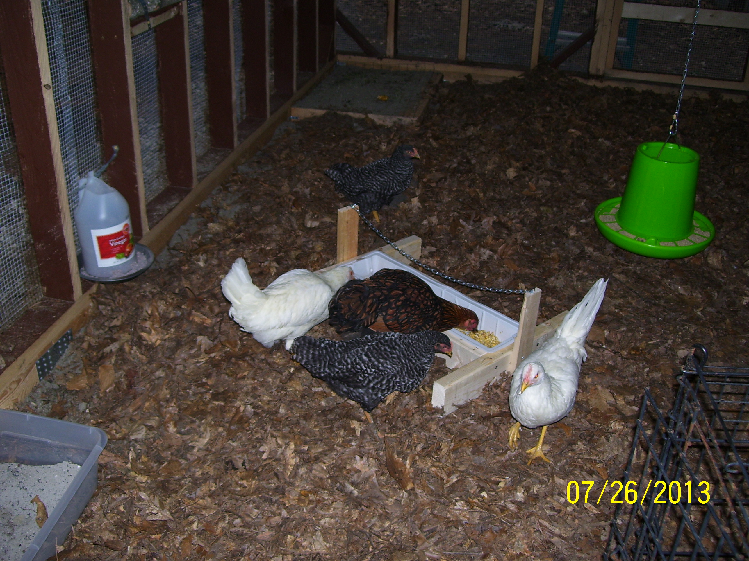 They seem to like the fermented feed.