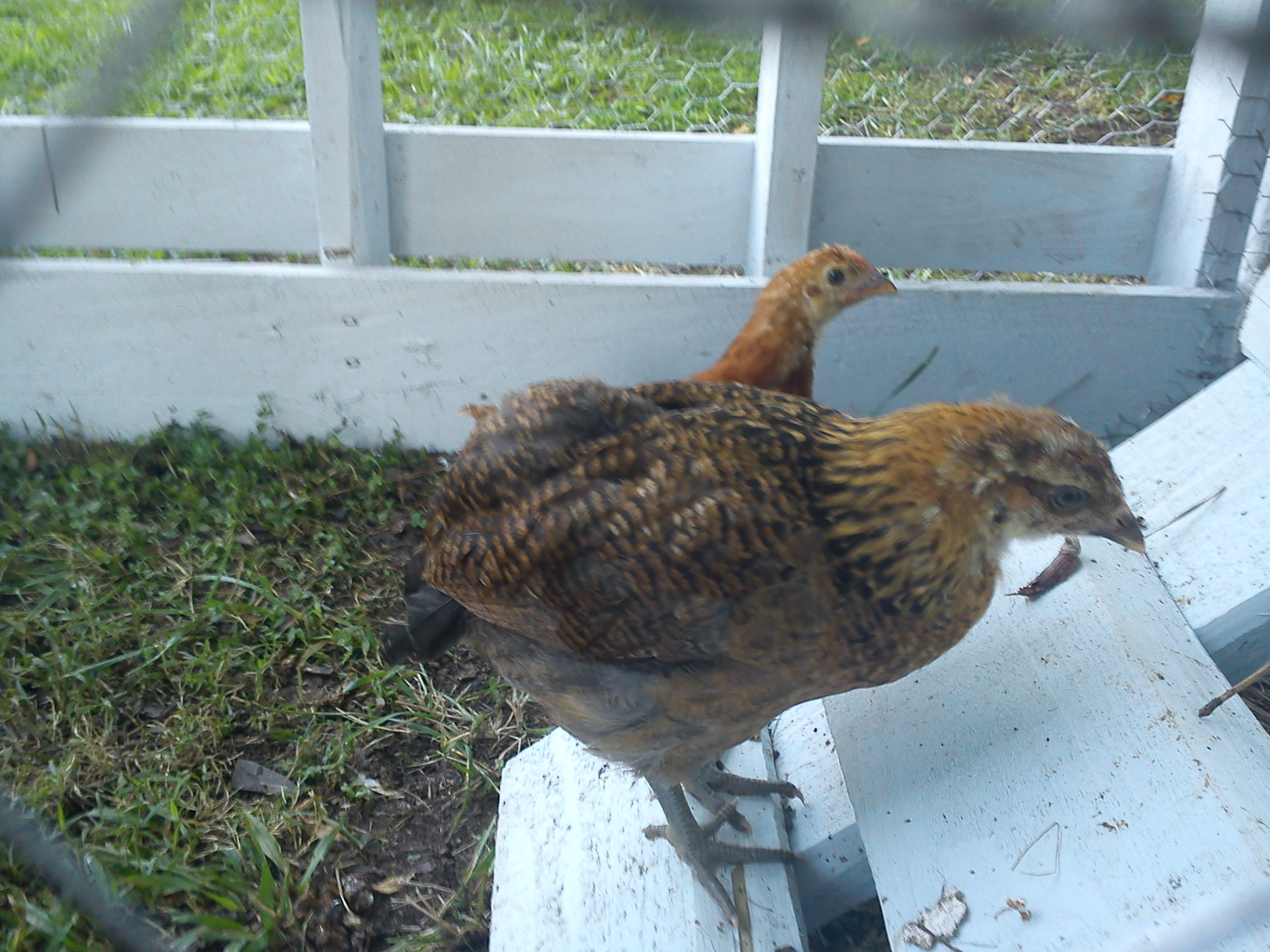 They seem to love their new home. I did have them in a large Kennel for about 2 weeks. Do yall have any idea how many weeks old you think they are? I got them for free and never got a good answer as they weren't from the guy I got them from.