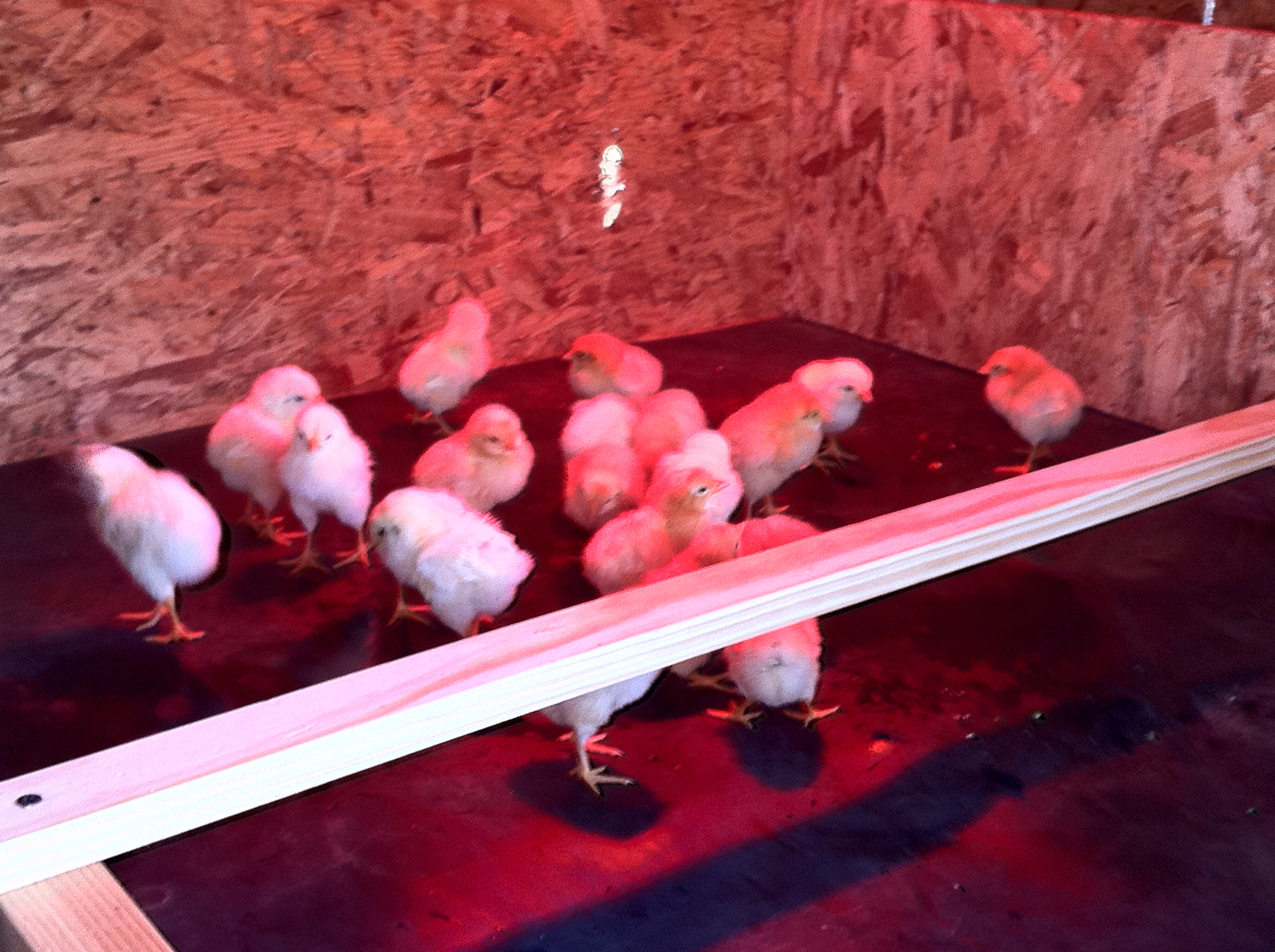 They shipped from Ideal Poultry on May 2nd and arrived on the 4th.