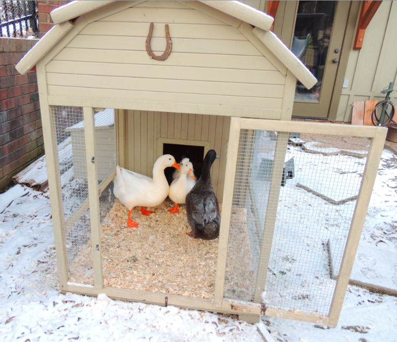 They stayed in the coop when the lake was frozen. They don't like to walk on snow and they slide everywhere on ice.