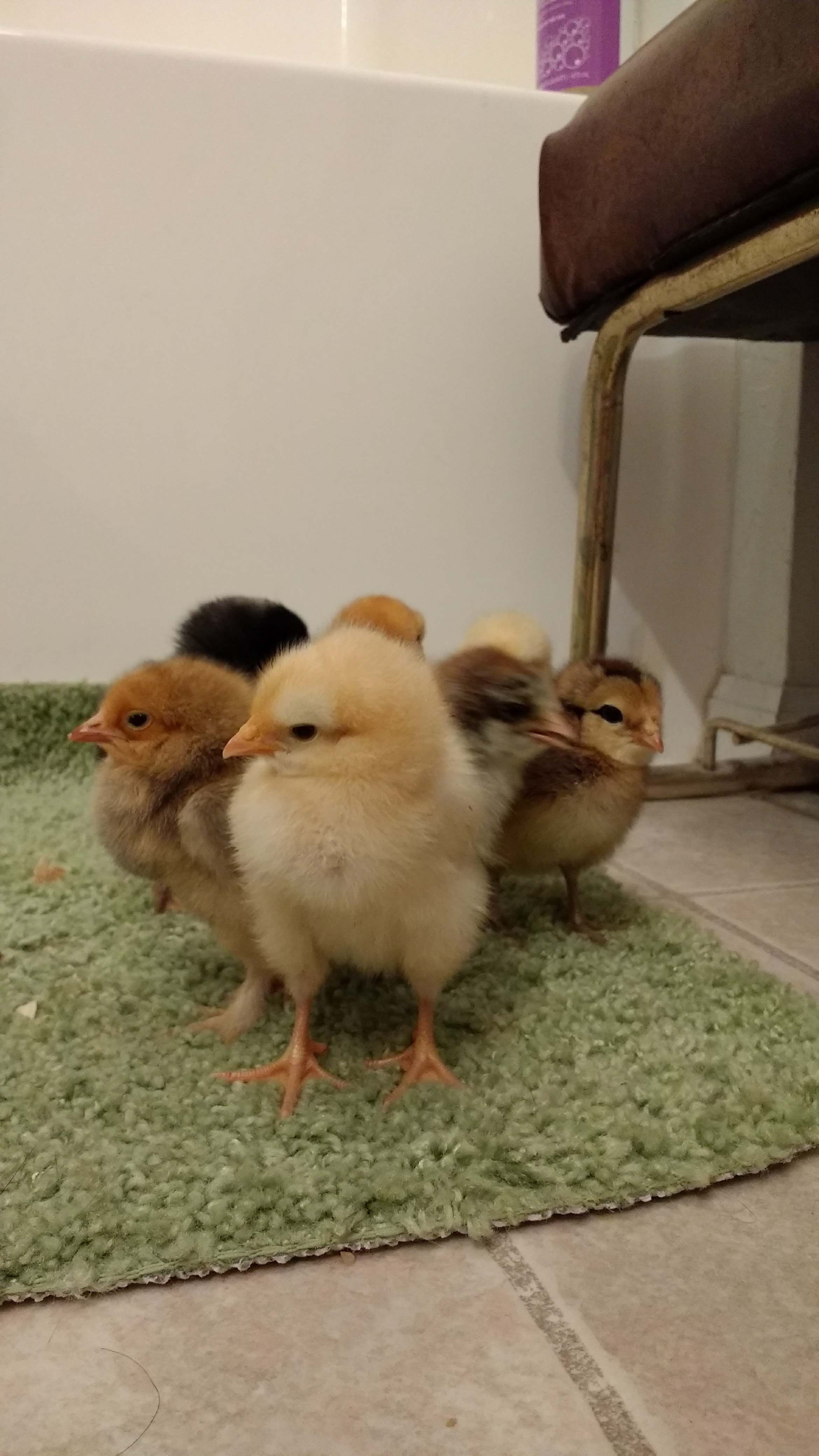 They still haven't set a pecking order yet, kinda looks like this Buff Orpington is the front runner.  She actually charged at the camera  a couple times.