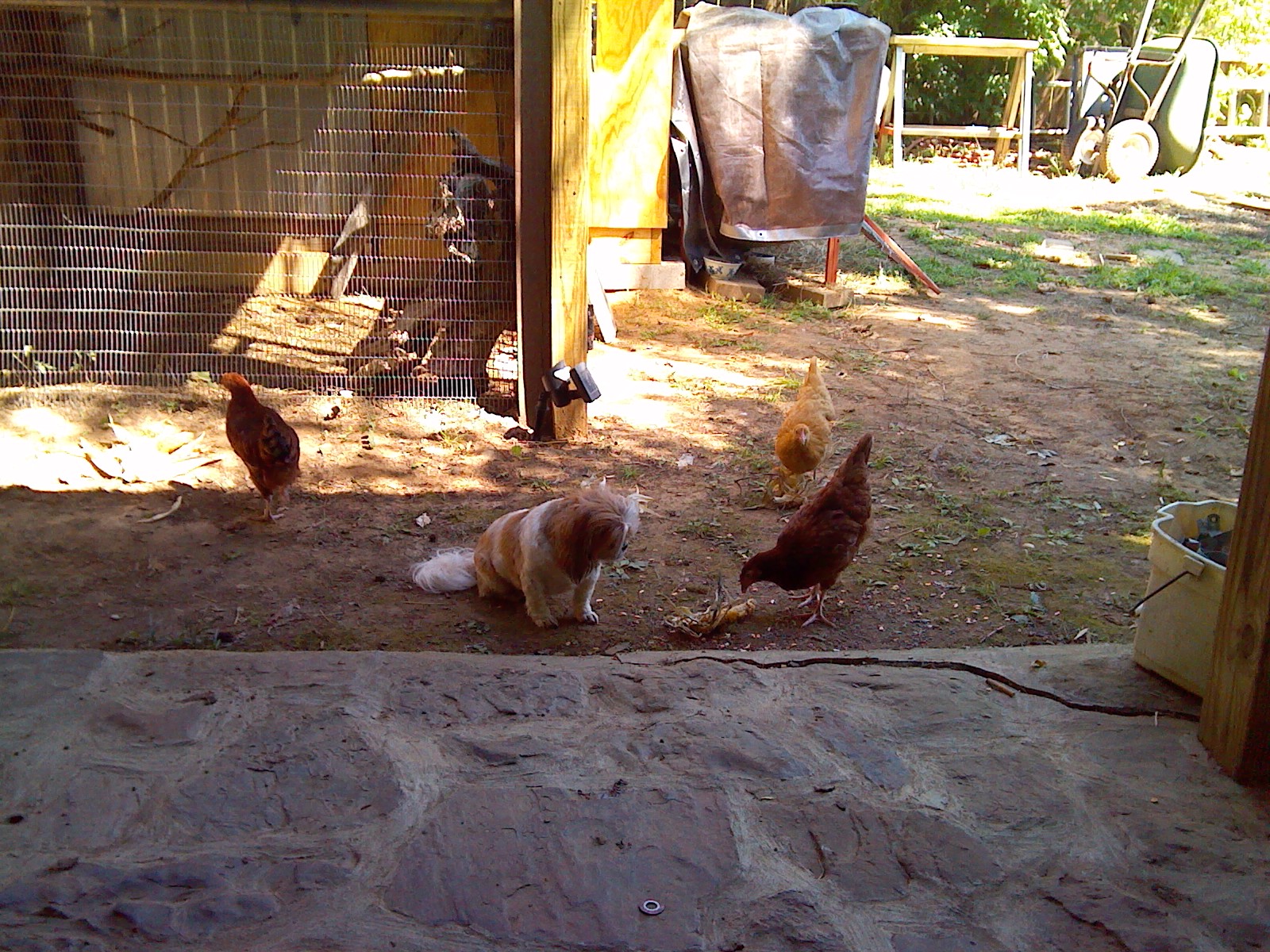 they think she's a chicken too!