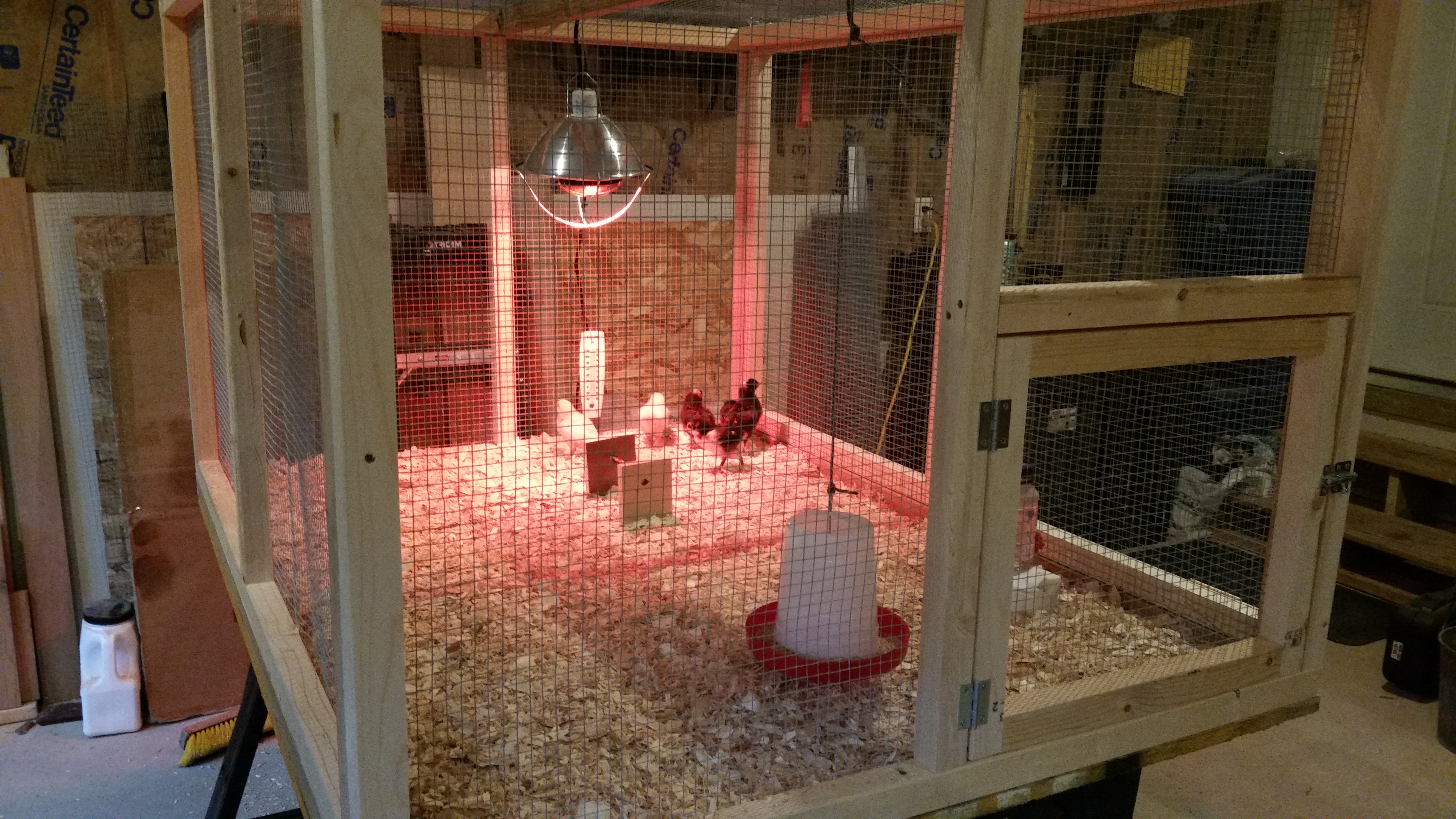 They too quickly outgrew the tote box in the dining room, so we had to move the girls in to larger temporary quarters in the garage till the main coop was finished.  I built this as a modular unit.  Each side, top, and bottom are a single unit held together with a few screws, and can be torn down and stacked and stored in about 20 minutes.  The large front panel (facing the house door on the right) swings down to the floor so it's easy to clean.  The little door in the corner makes handling and treating the chickens more controllable.