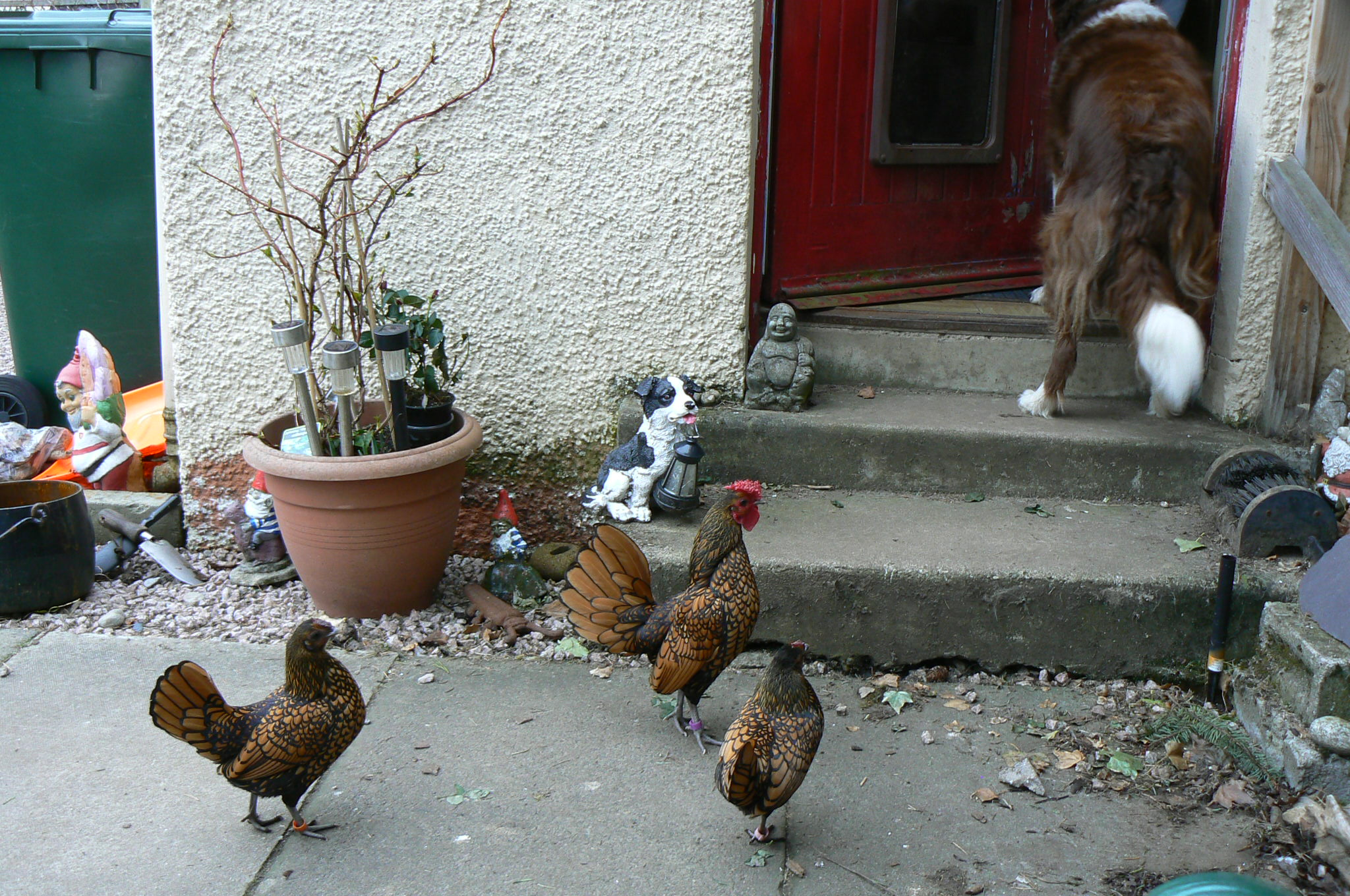 They want to follow Nelson into the house. (noticed chickens and dogs are colour coded!!!