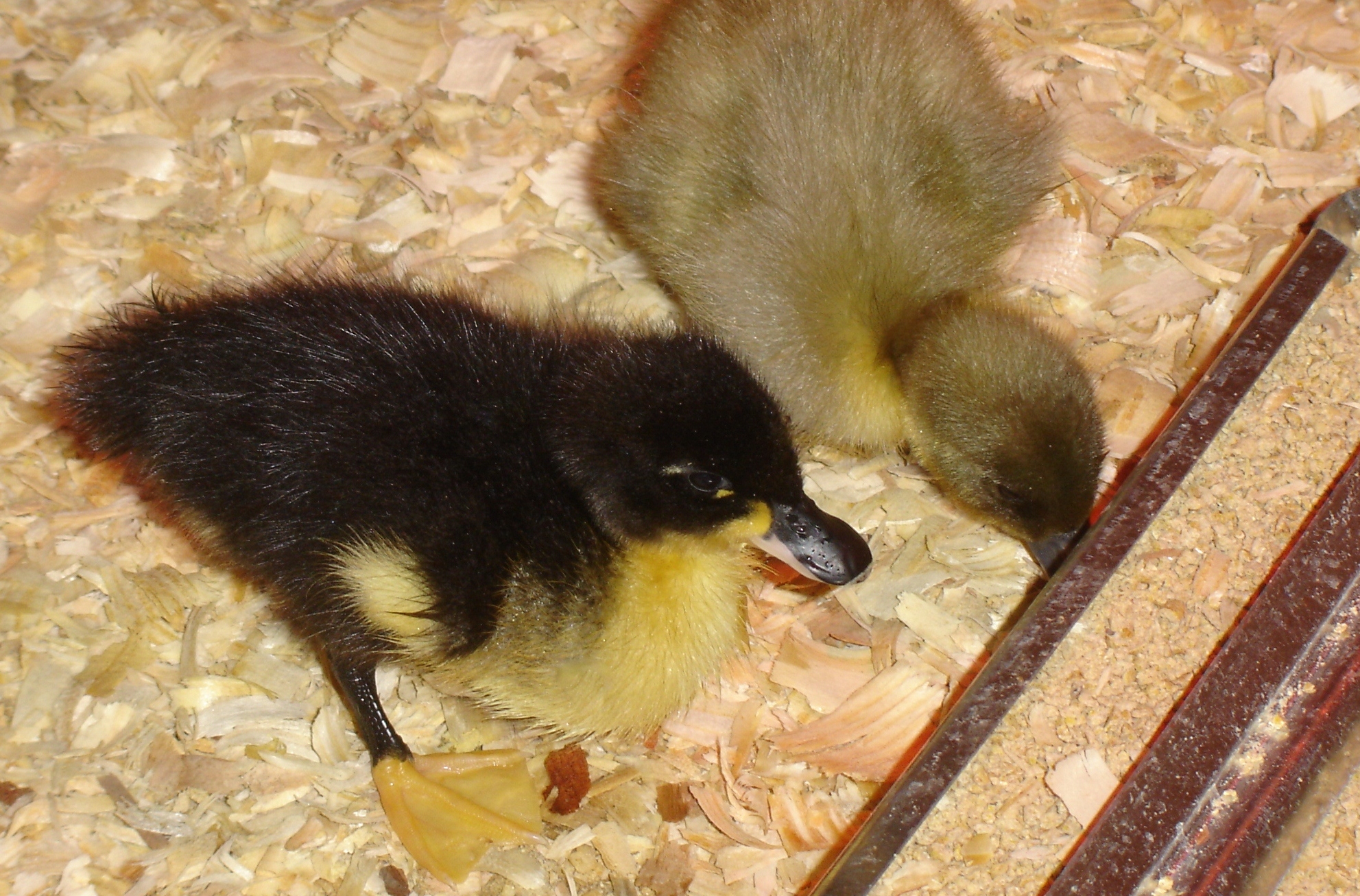 They were curious about the food right away and soon started eating. The first duckling to get named was the one in front. Since his feet looked like scuba fins, Finn it was. Finn grew up to be a friendly and gentle drake with near-perfect markings.
