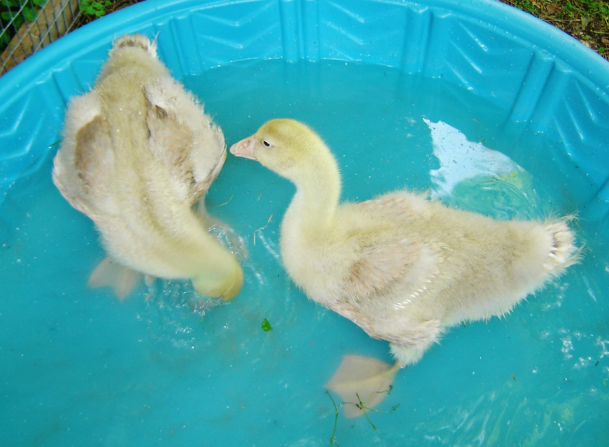 They were getting bigger every day, so it was time for a bigger pool!