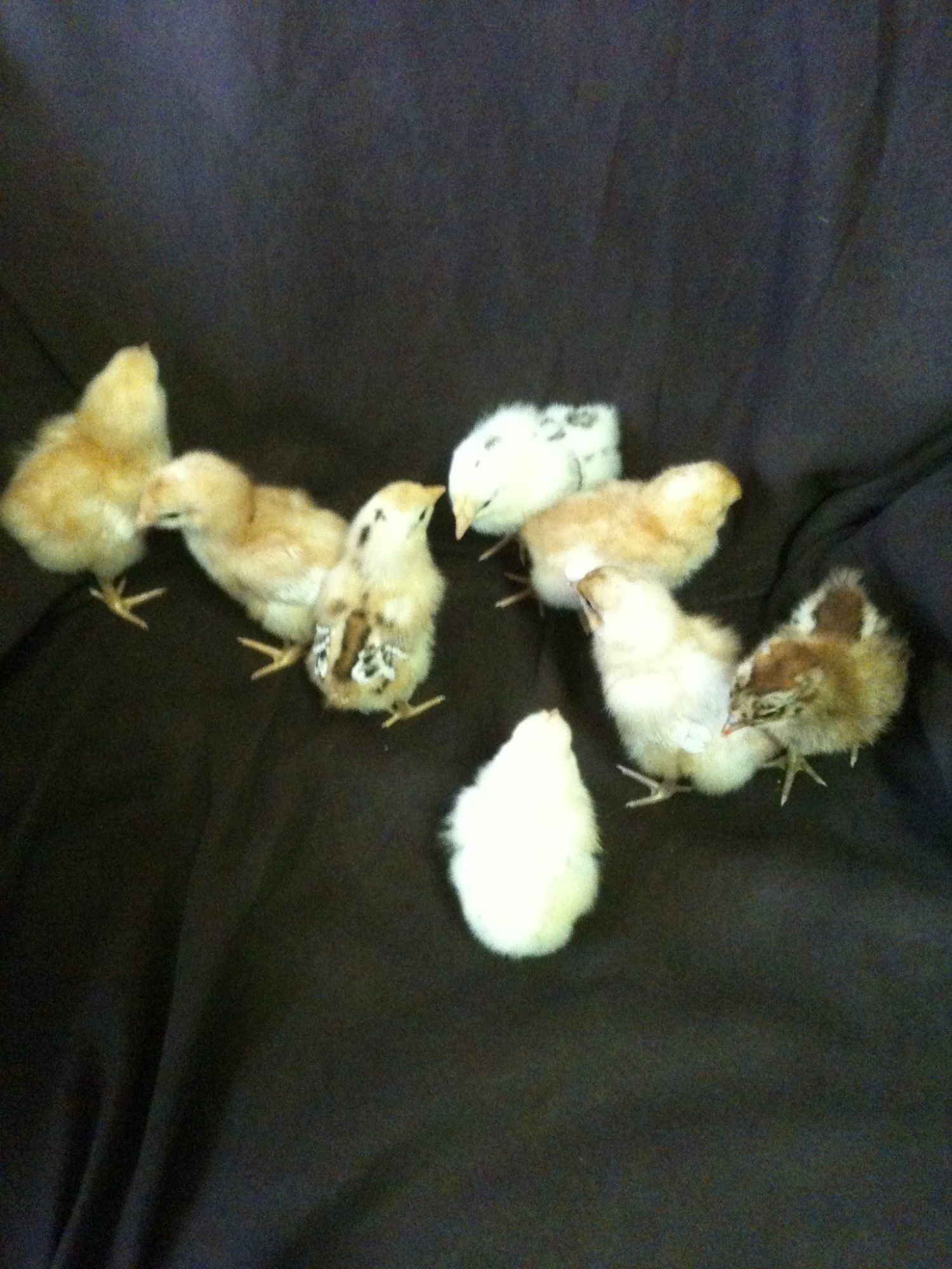 they wont stay still long enough to get a good pic!!...lol