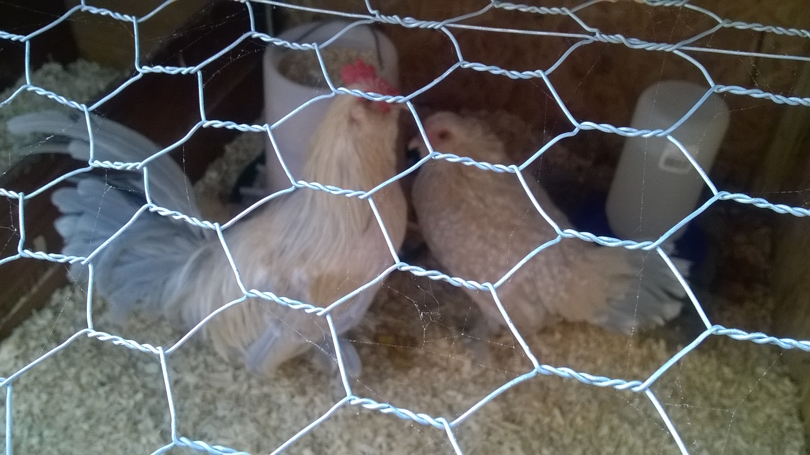 they would be lost without each other, I had to take them.