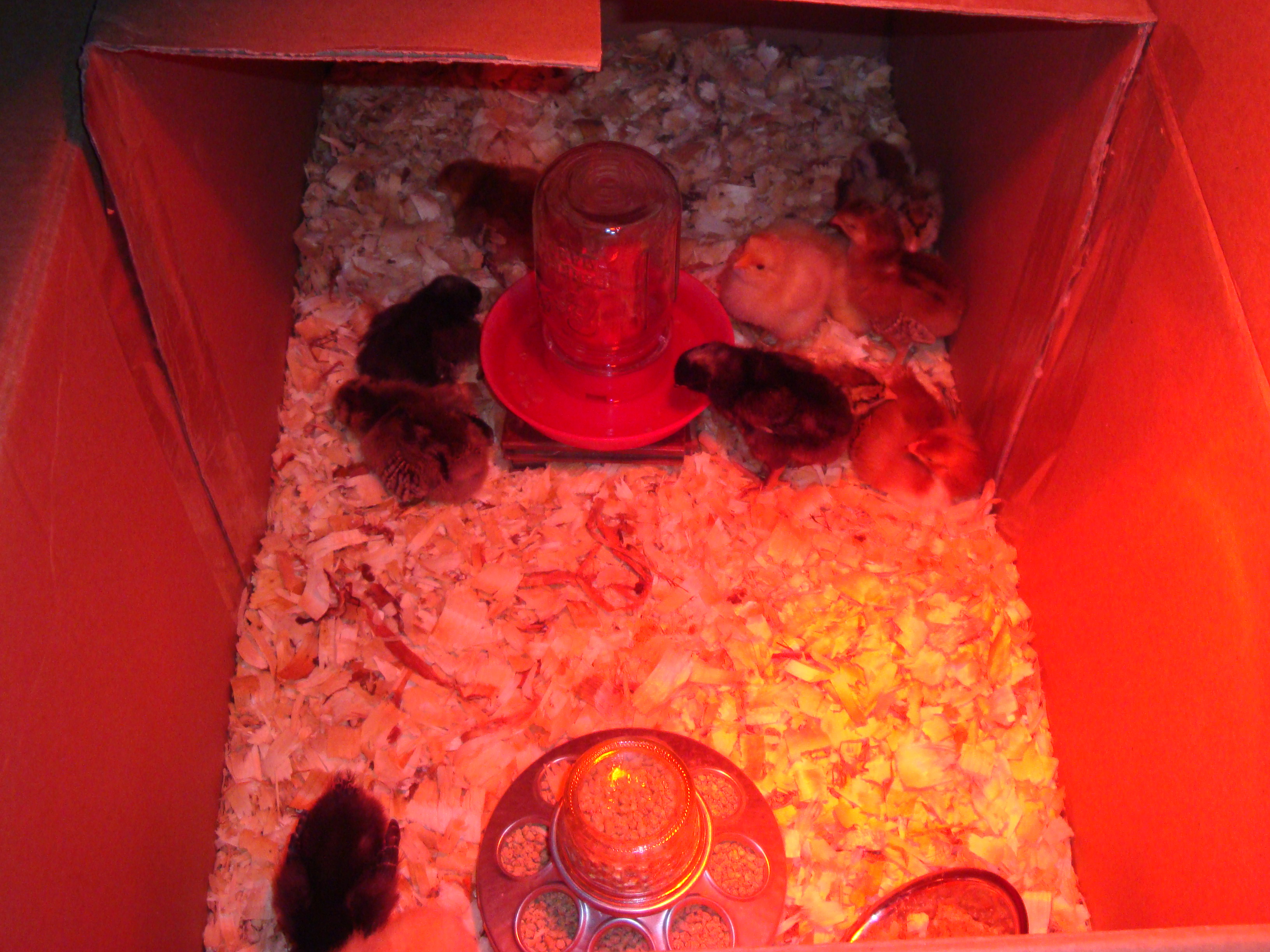 They'll be moving into a much bigger brooder next week.