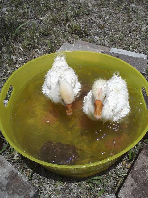 They're enjoying being able to climb in & out of their tub