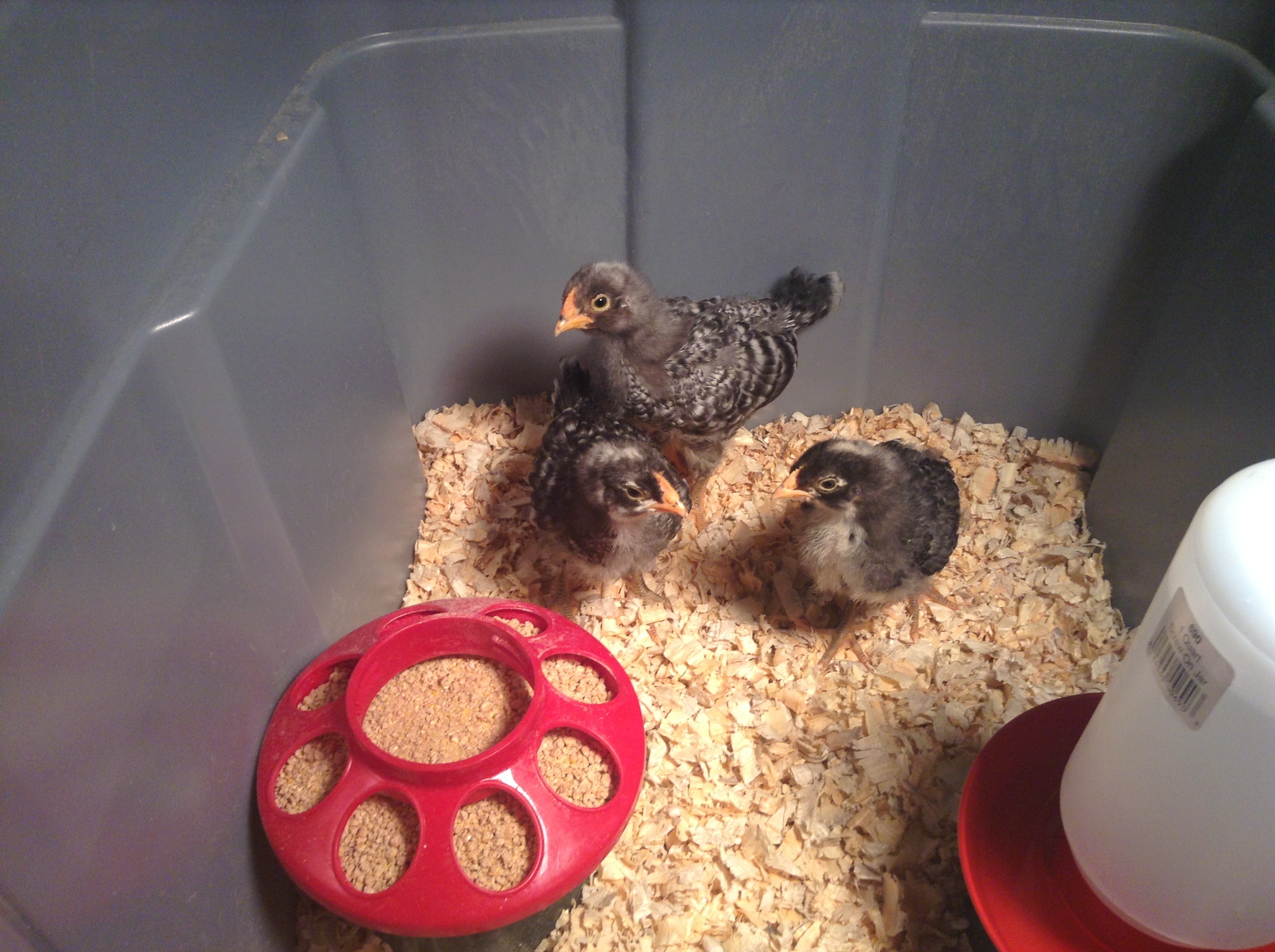 They're getting their feathers!