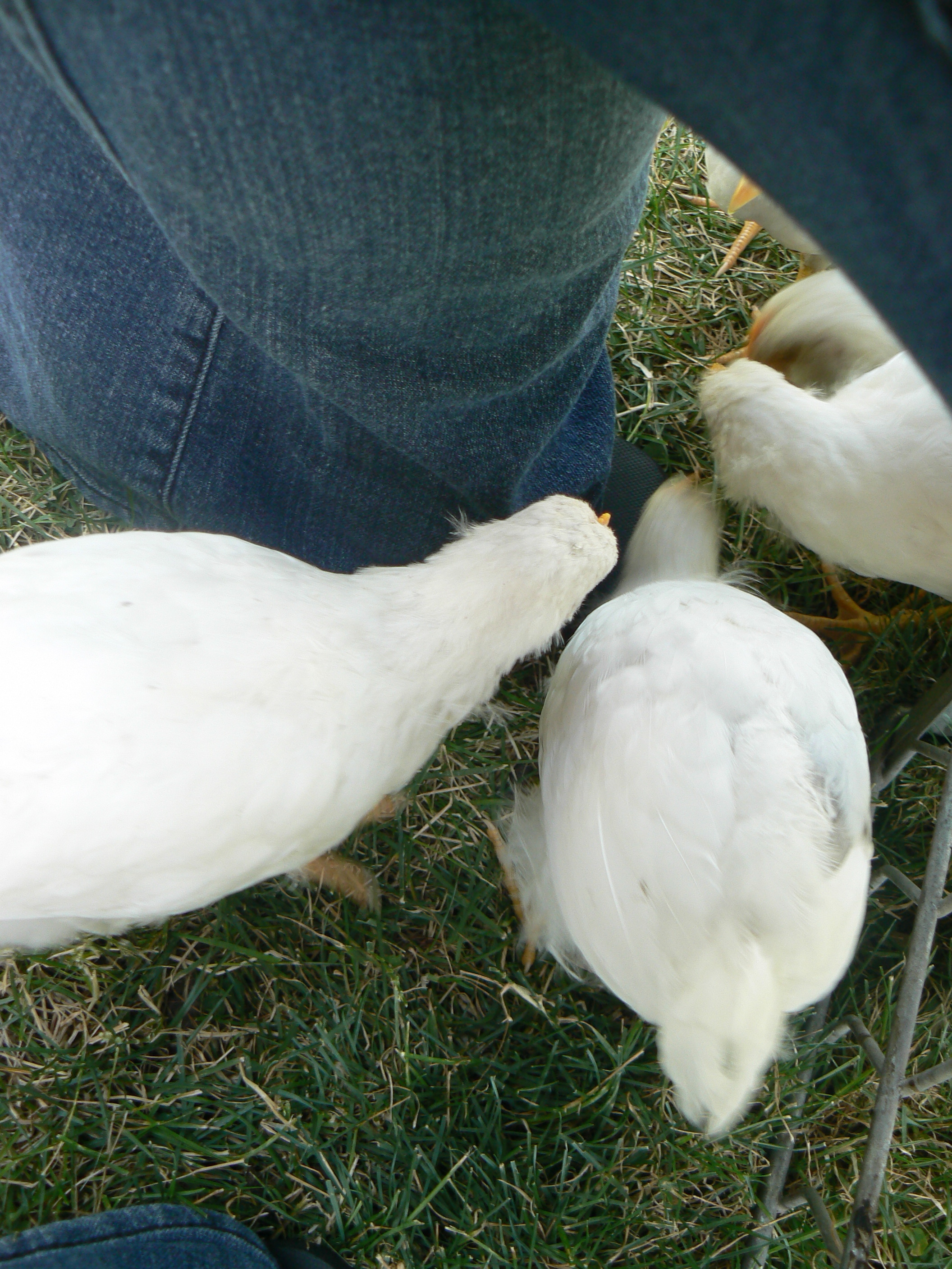 They're not so shy anymore. They've decided that the best grass is always around my feet, no matter where I stand.