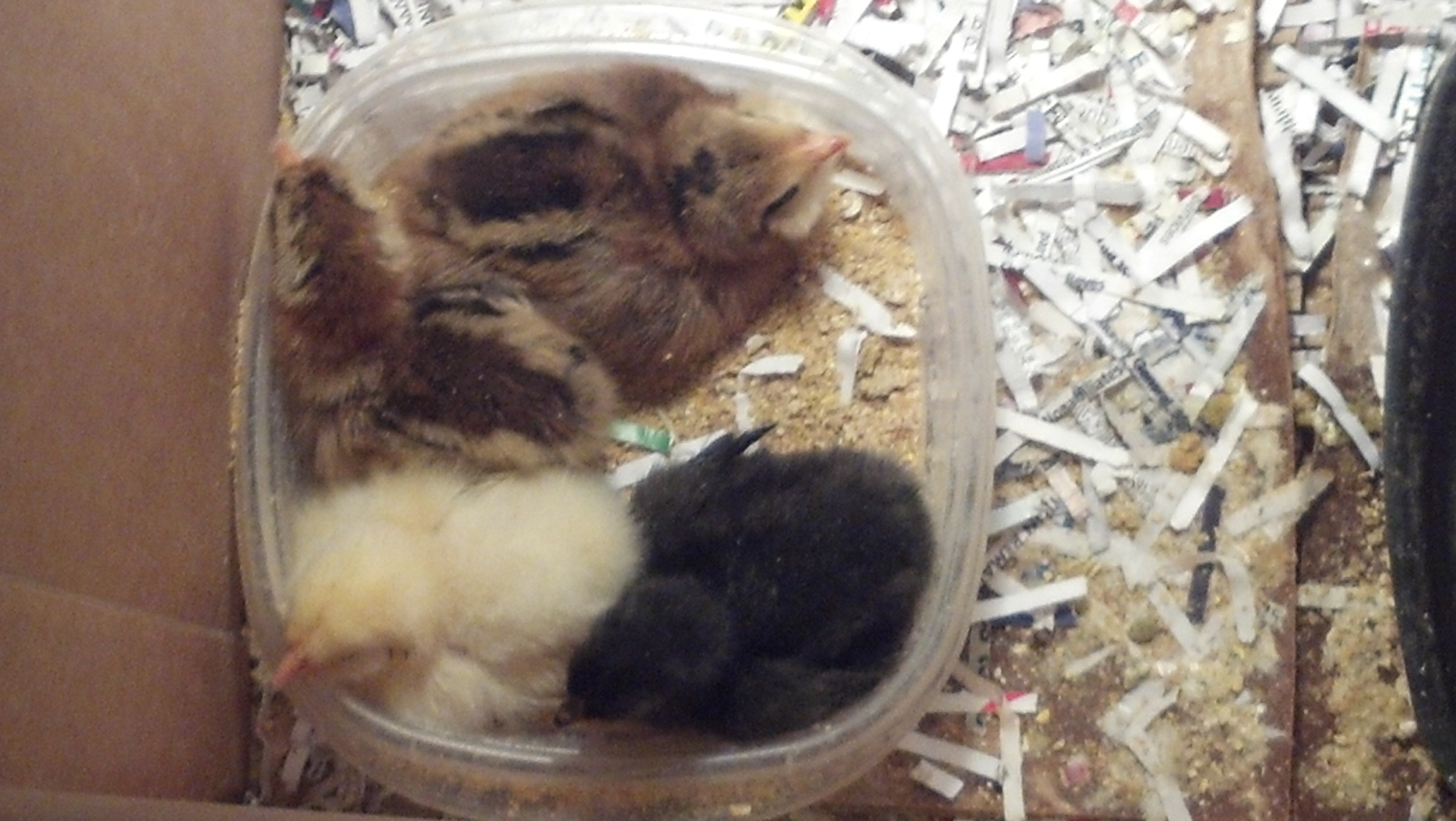 They're sleeping... So cute!