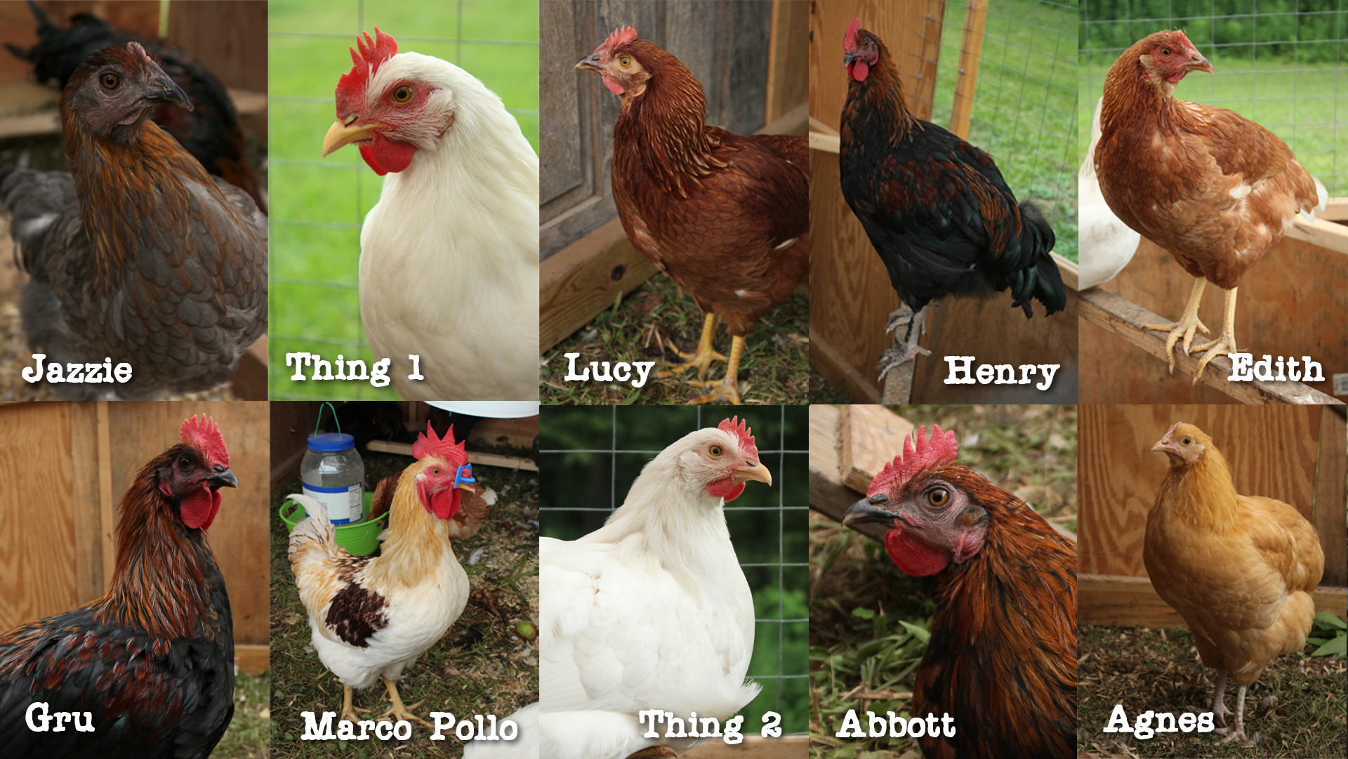 Thing 1 & Thing 2 - Tetra Tints - 17 weeks;  
Edith, Lucy & Marco Pollo - Sex Links - 16 weeks;  
Agnes - Buff Orpington - 16 weeks;  
Jazzie - Blue Copper Maran - 12 weeks;  
Gru, Abbott, Henry - Black Copper Marans - 12 weeks  ...

Need more girls :)