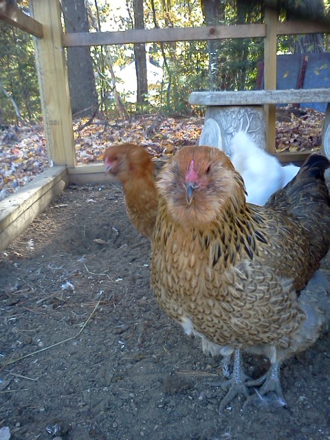 Thing 2 (front) & Thing 1 (directly behind her) 2 of Mario's girls