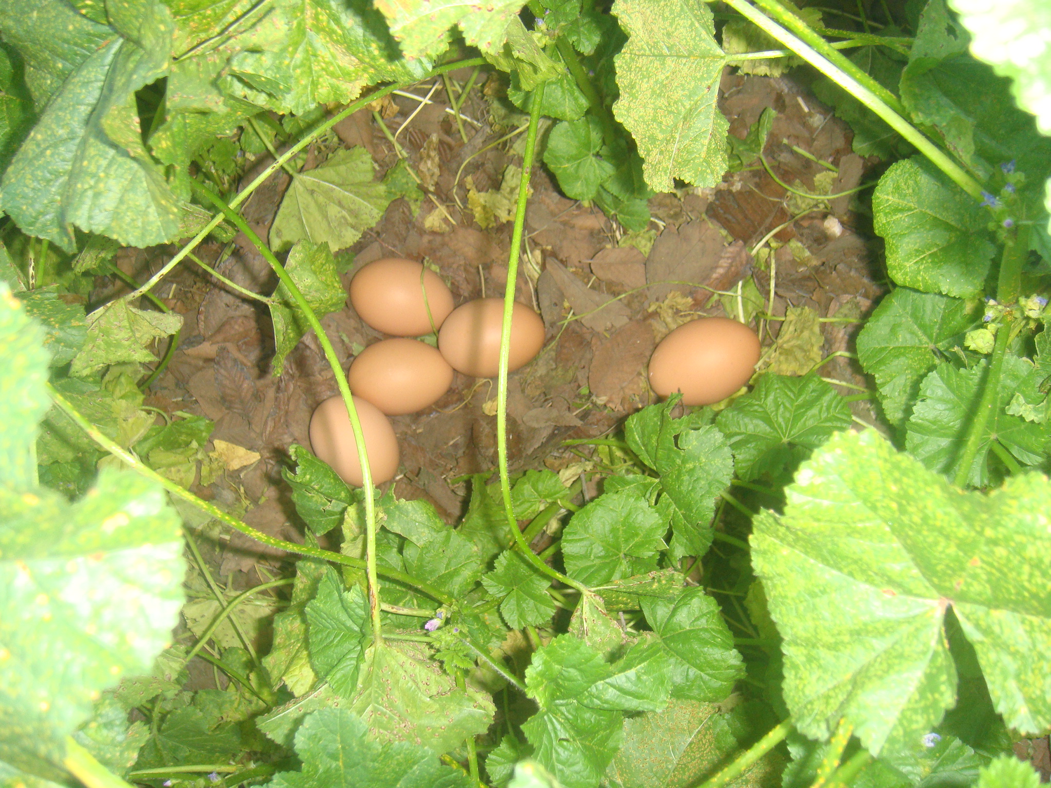 Things aren't always what they seem. One of the hens had seemed to stopped laying until one day I stumbled across this private lair...