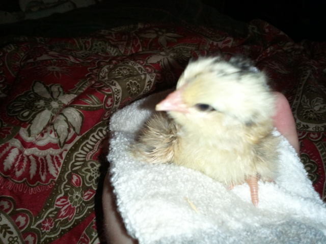 Think it's a boy or a girl?

It turned out to bEva girl!