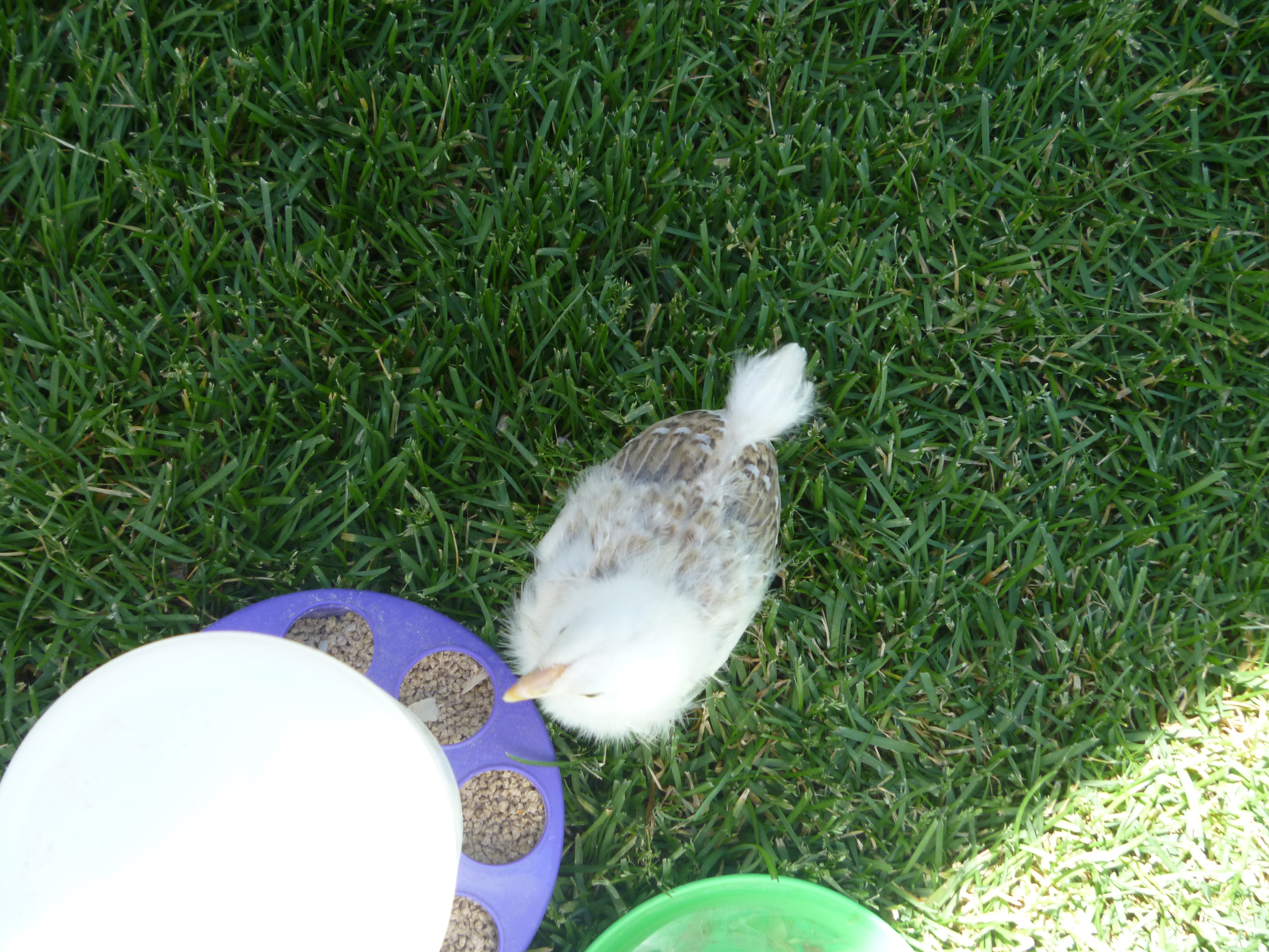 Think this one is Wheaten