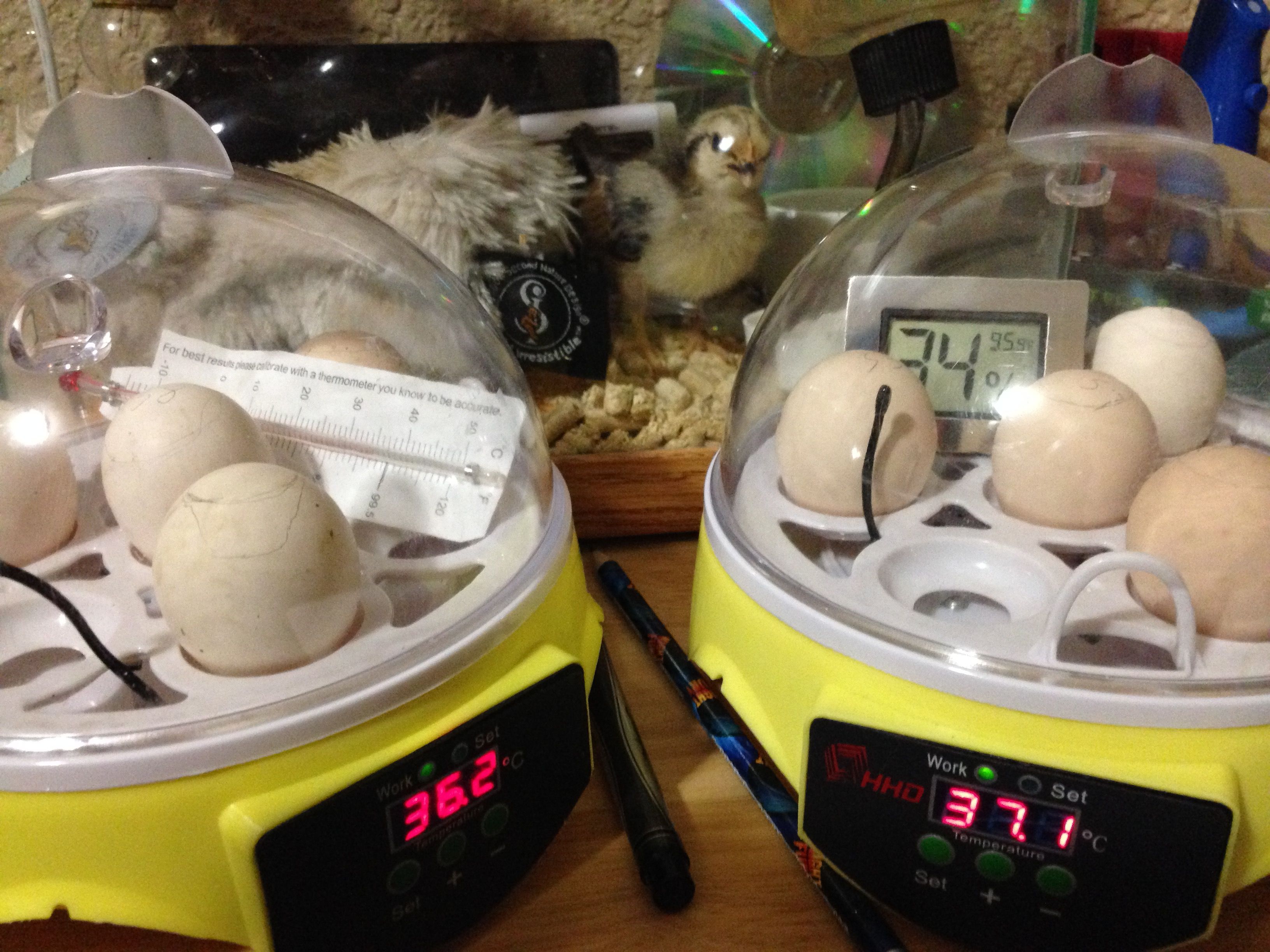 Third attempt with a new incubator.
Set for the Halloween Hatch-a-long on Oct 11, 2015