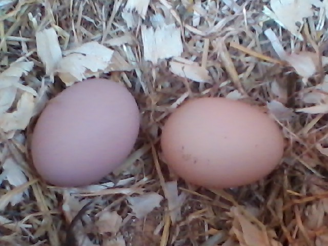 Third egg on right with trainer egg on left. 12/30/2016