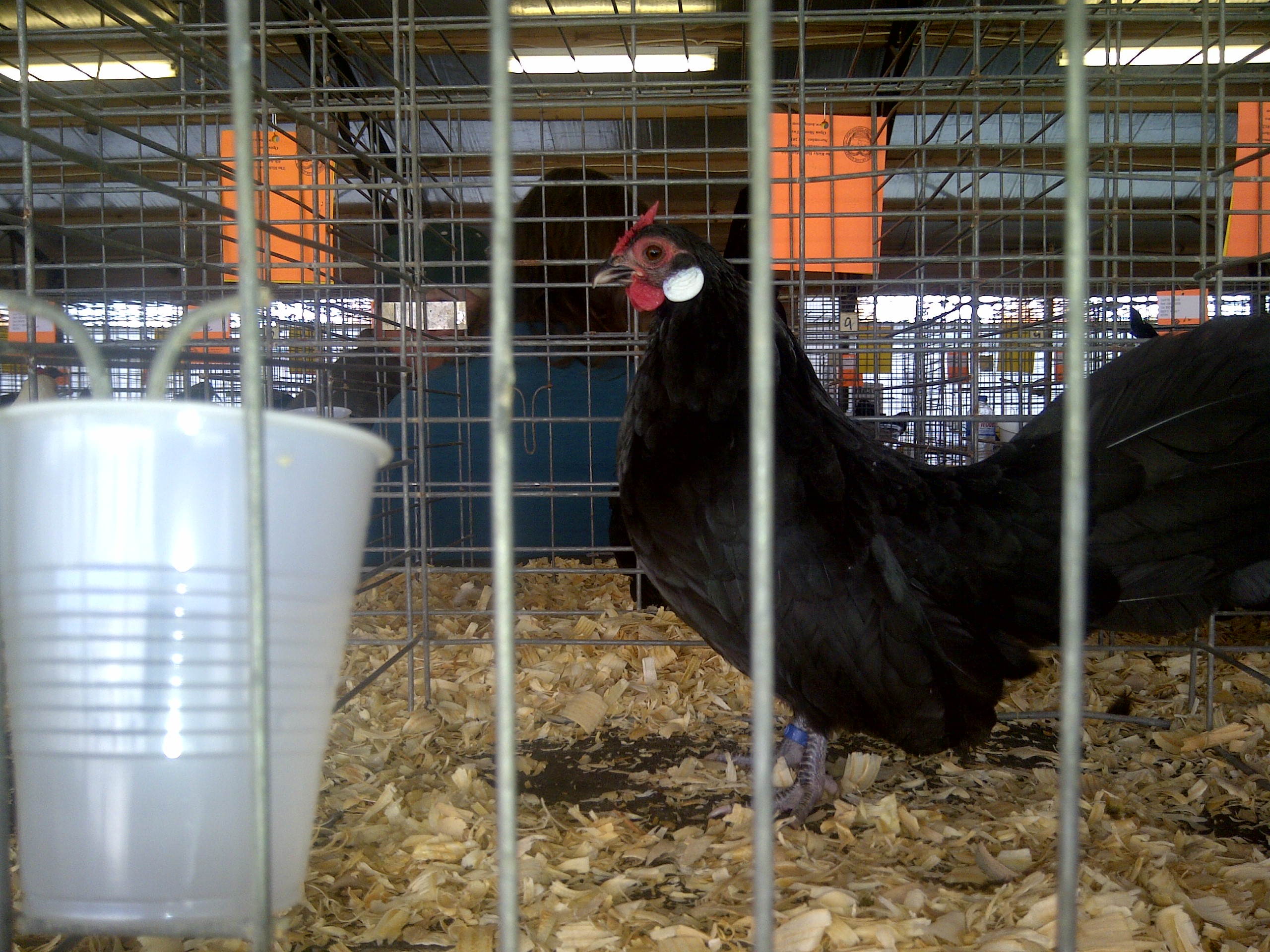 Third pullet posing just a little bit at Fayetteville, Ar.